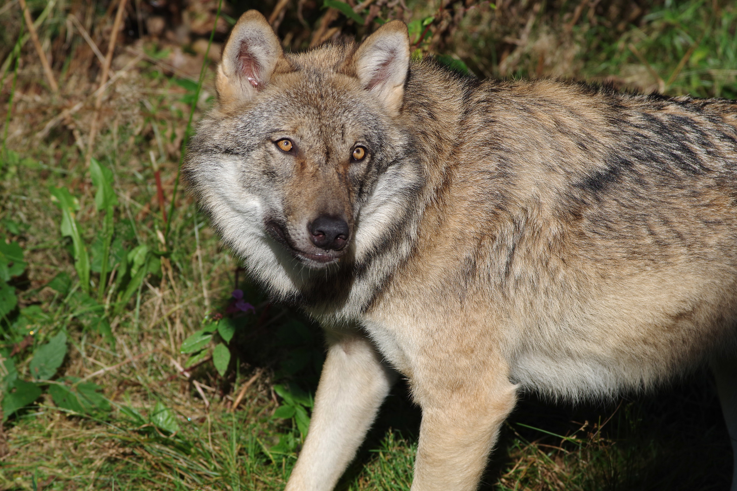 Wolf in captivity at the Bayerischer Wald II...