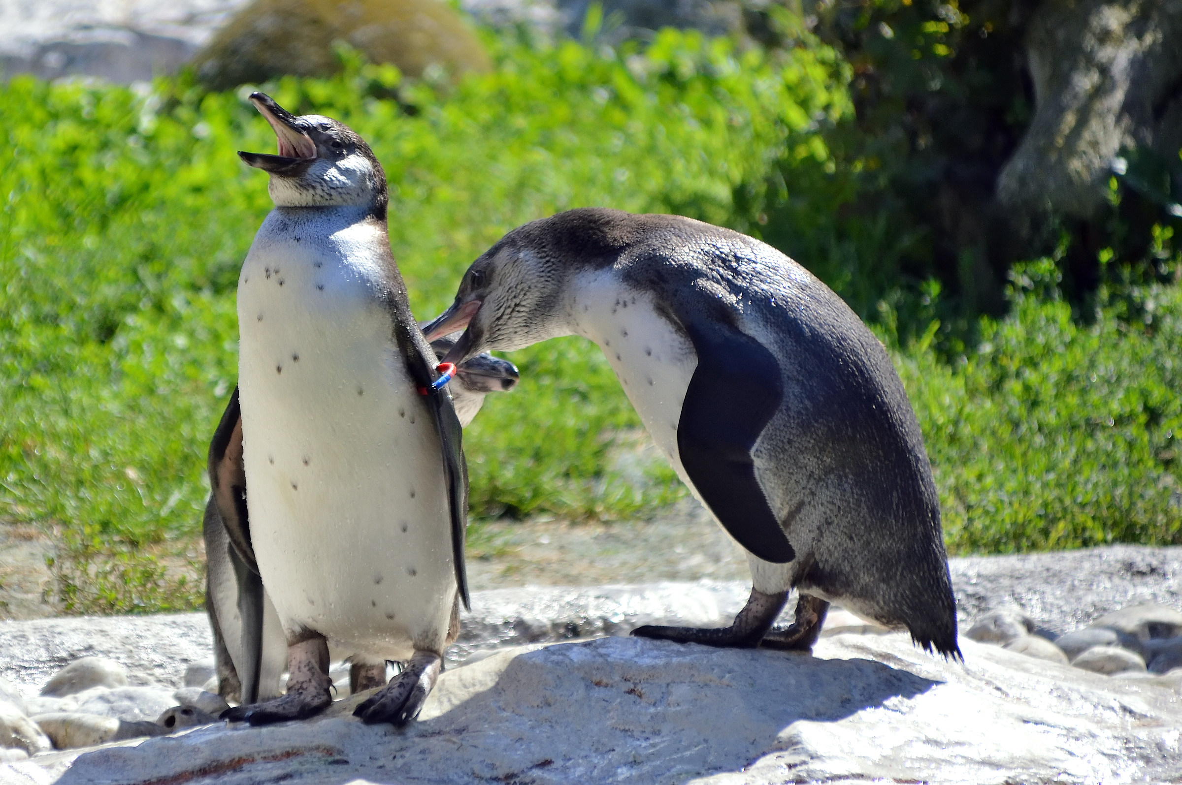 Pinguini allo zoo di Vienna...