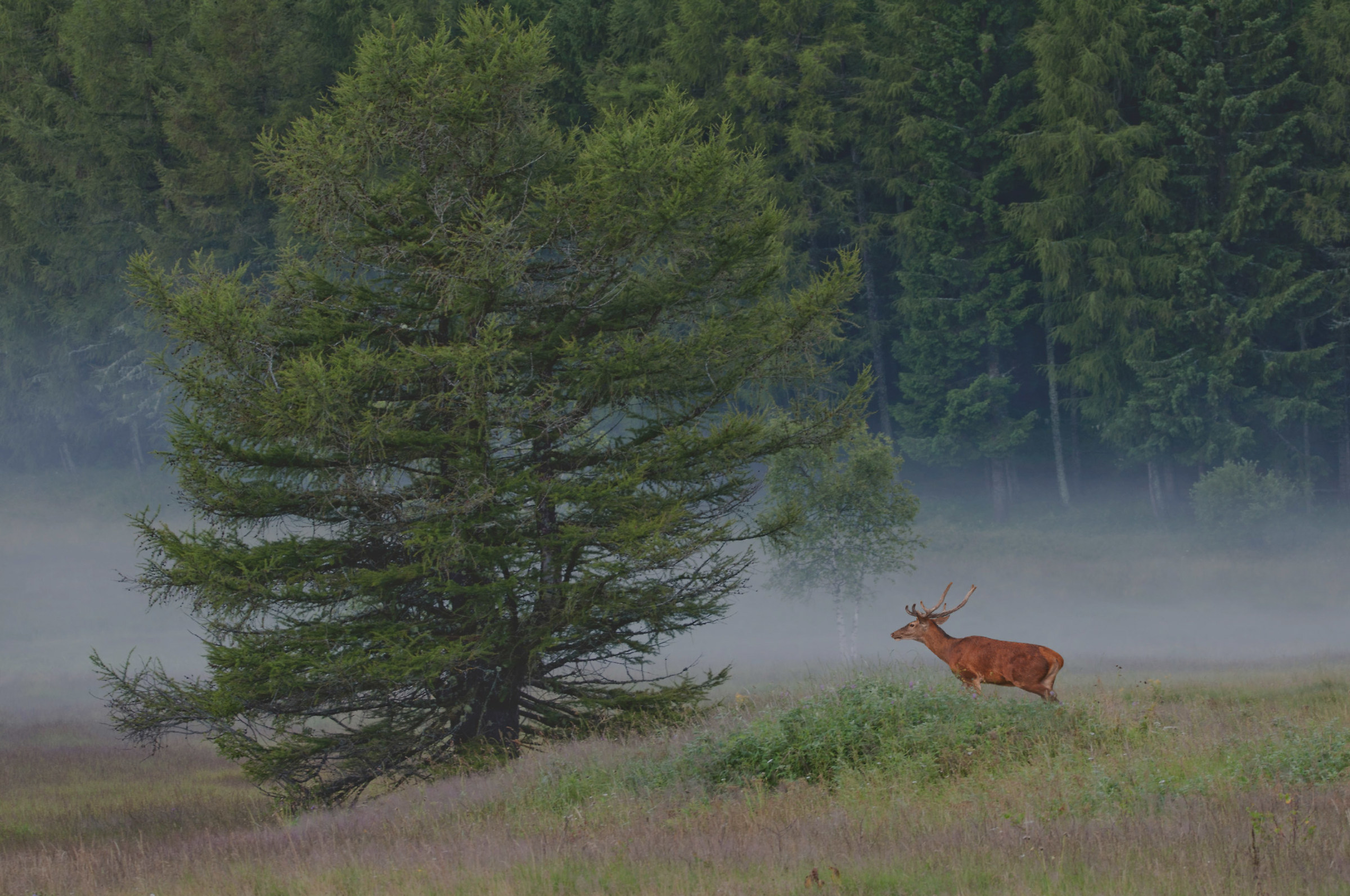 Cervo nella nebbia del mattino...
