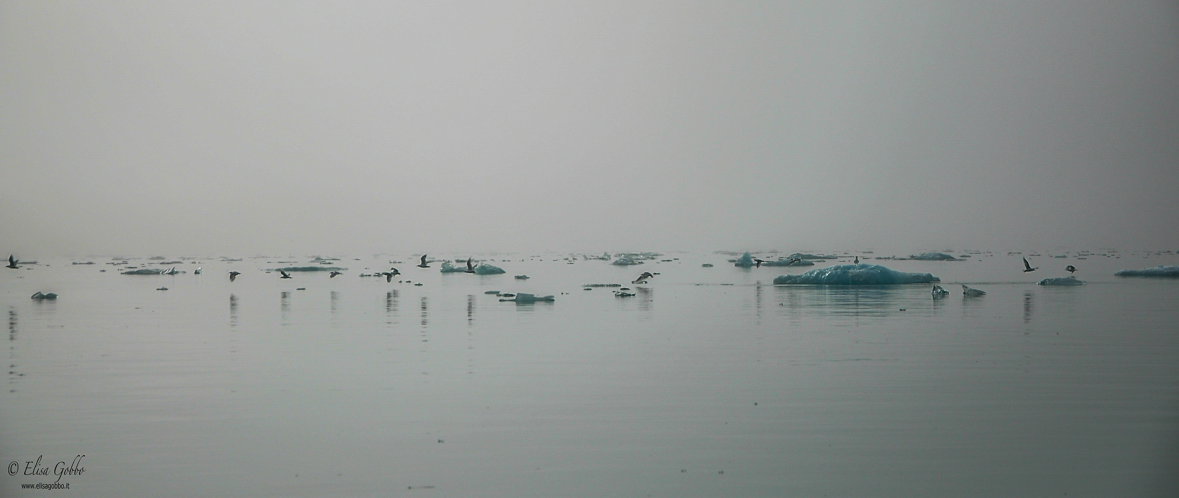 Morning between the fog and icebergs ......