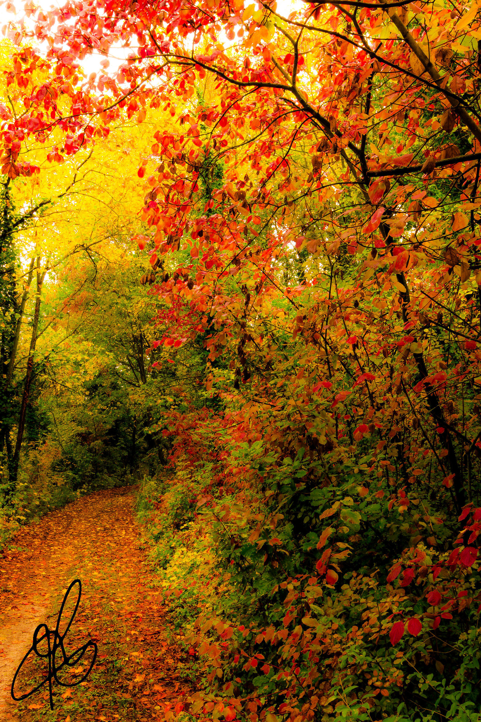 Autumn Trails...