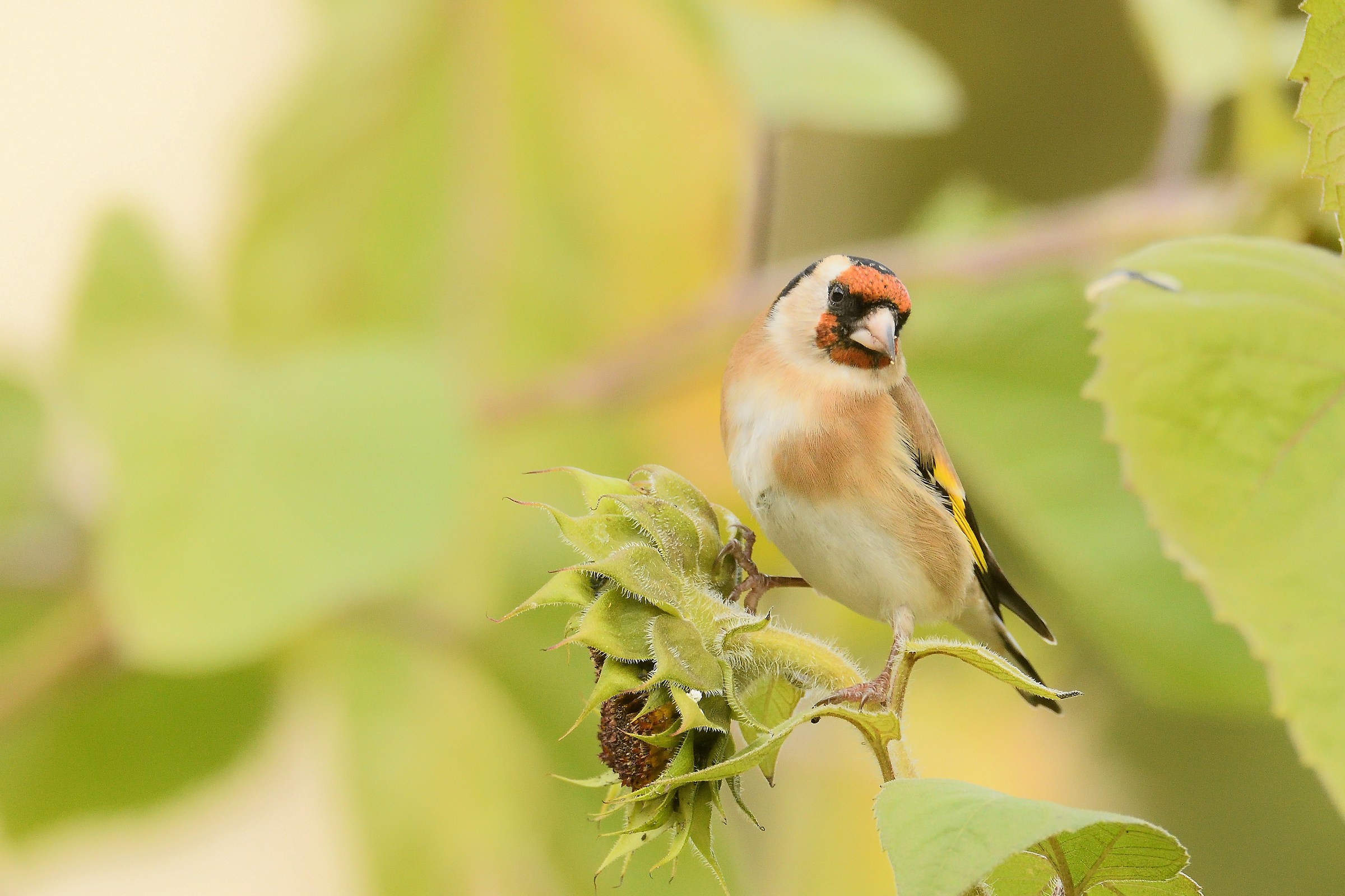 goldfinch...