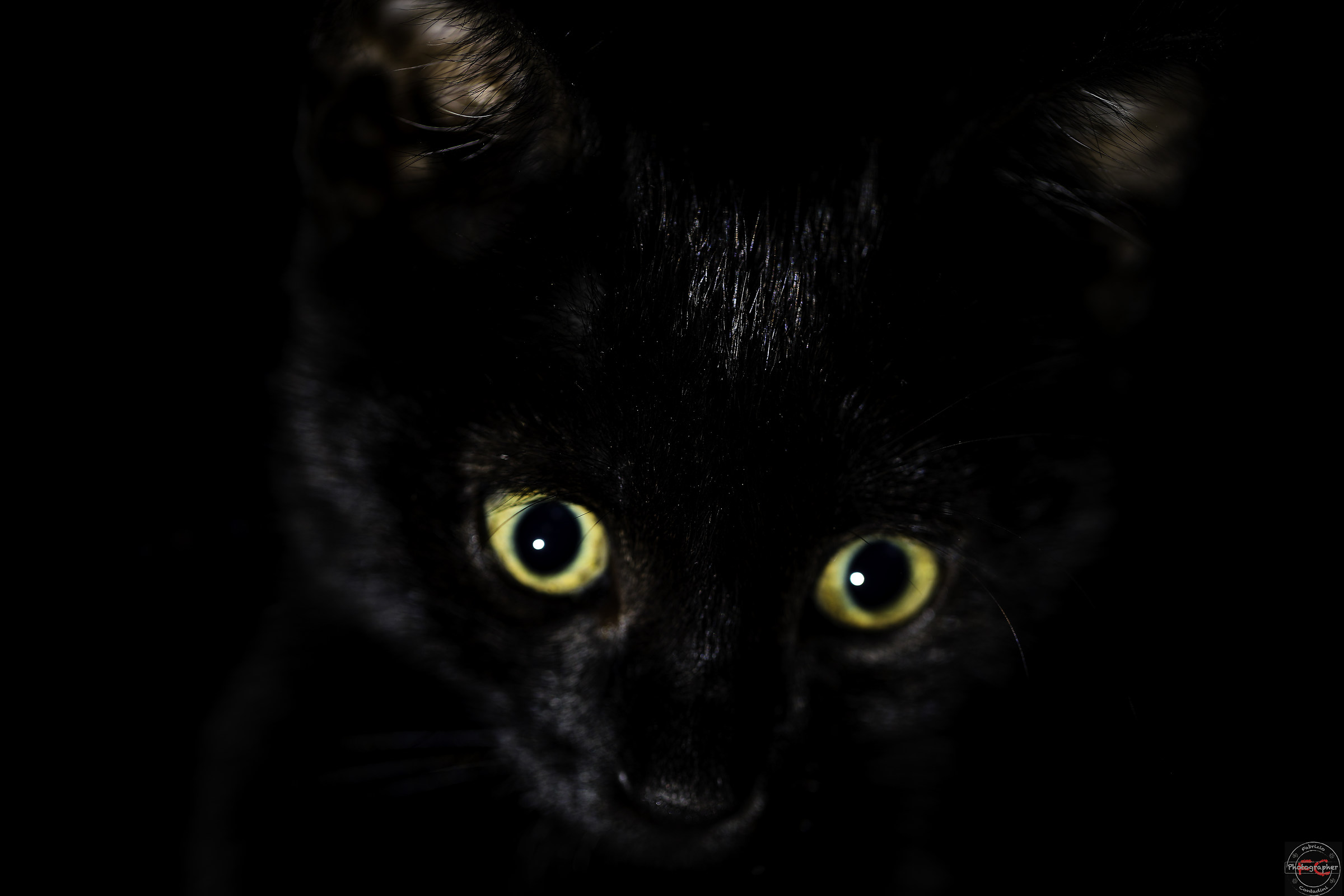 Cat in the dark!...