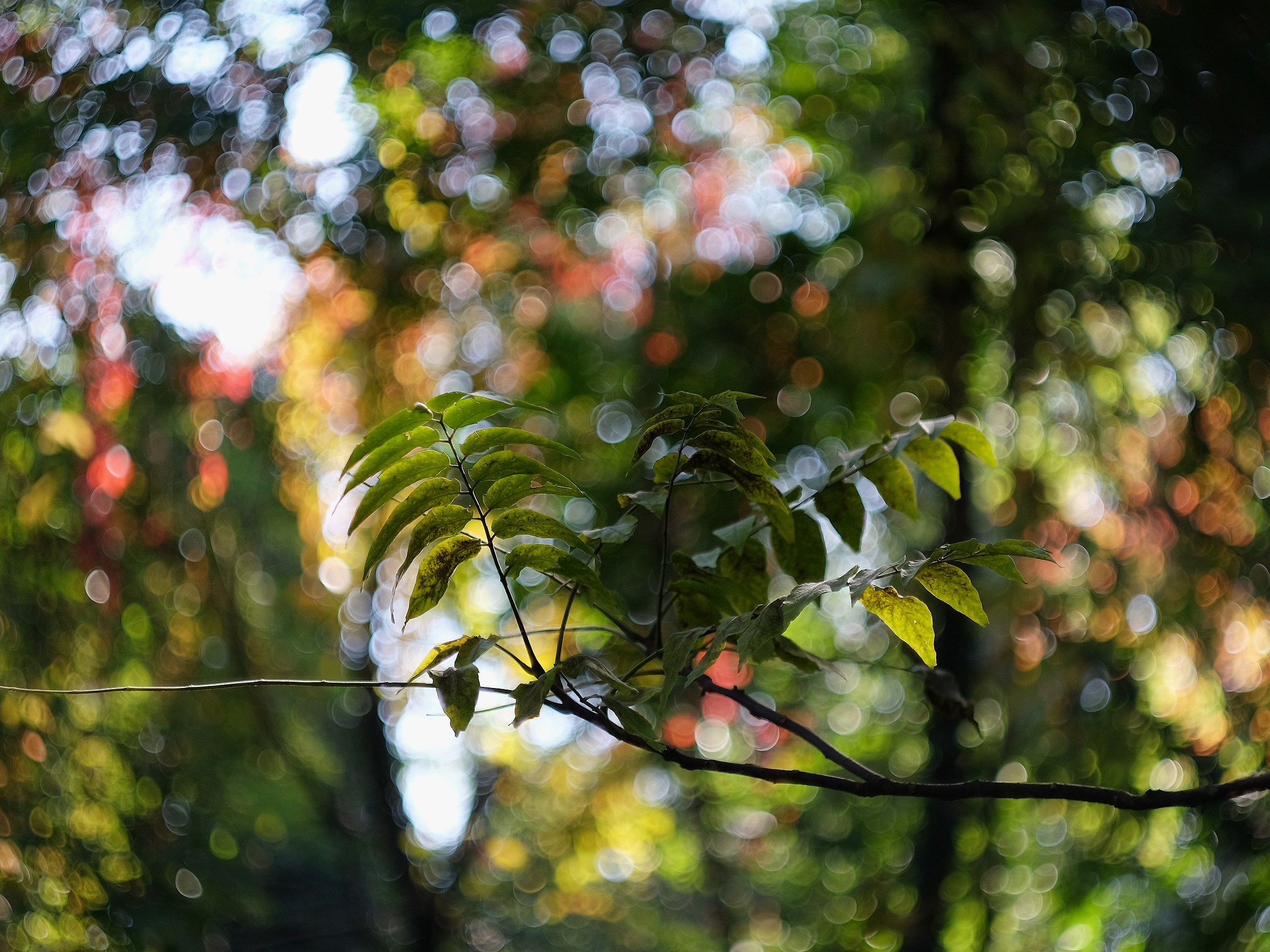 autumn bubbles...