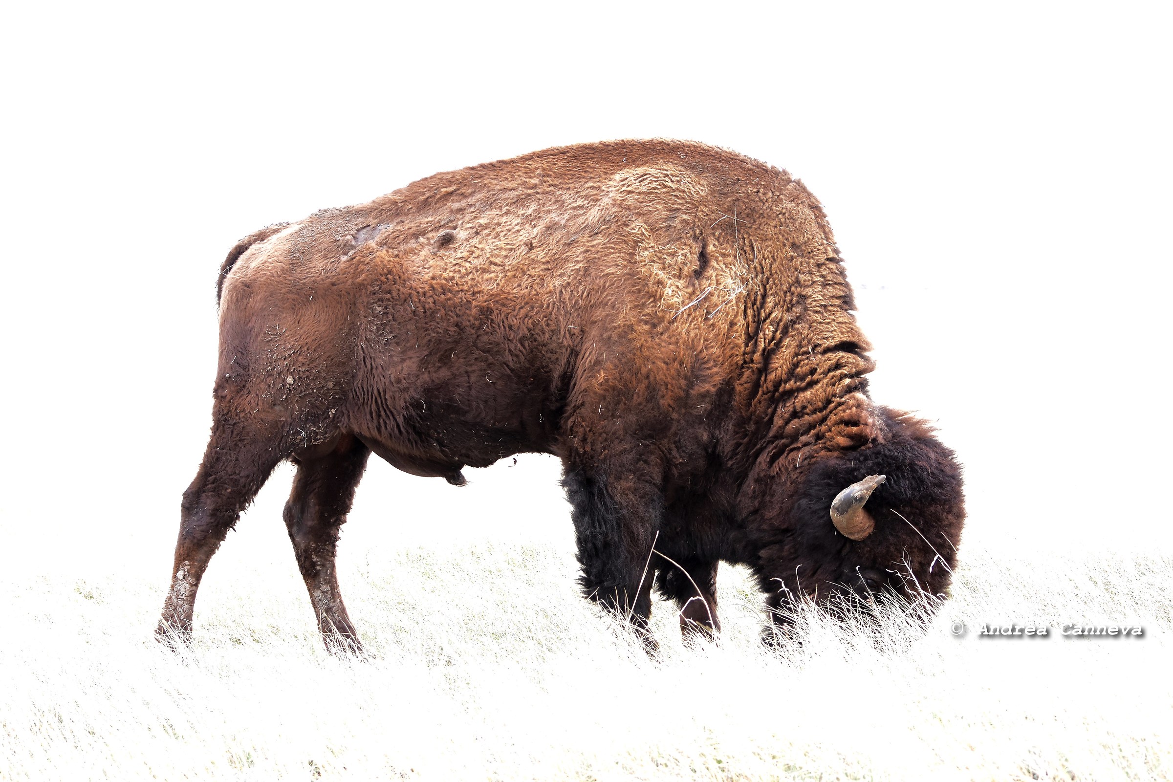 Buffalo SD...
