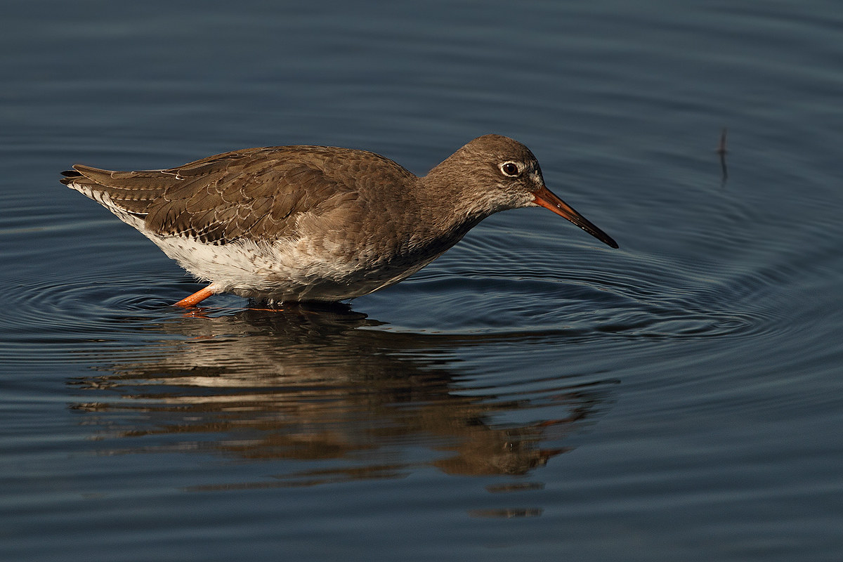 Redshank in the hunt...