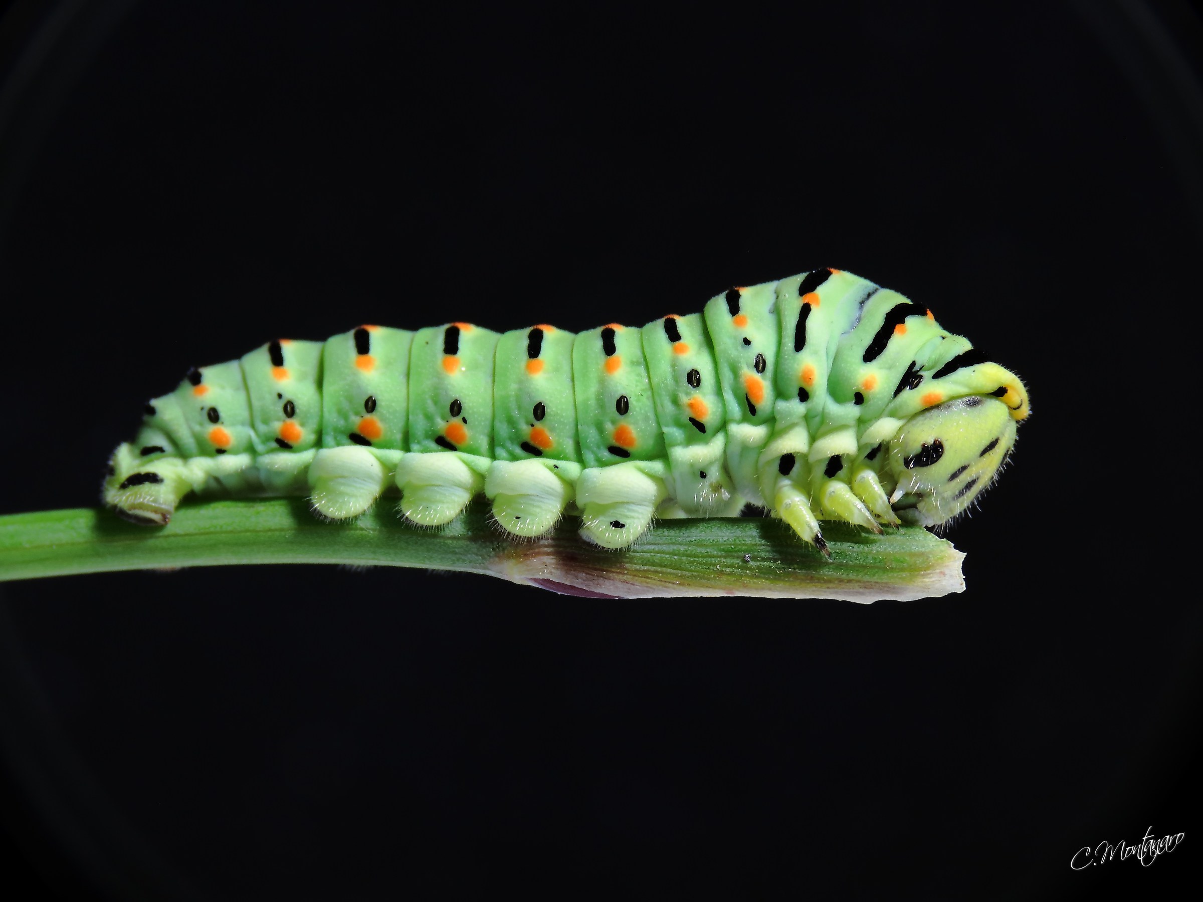 Caterpillar of swallowtail...