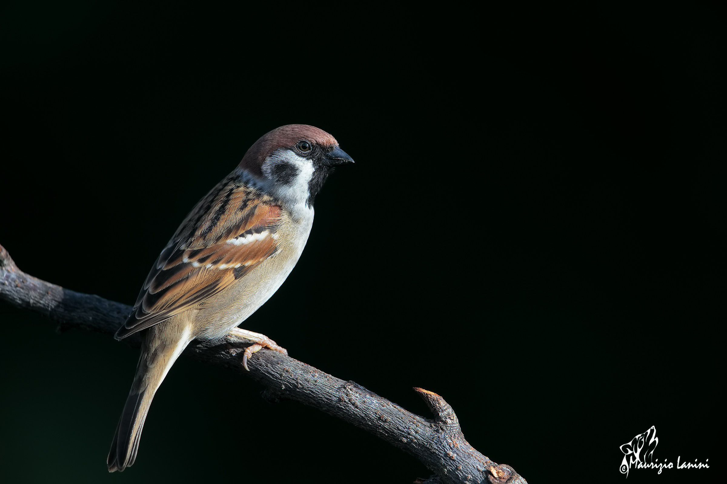 The much-exploited tree sparrow (HD)...