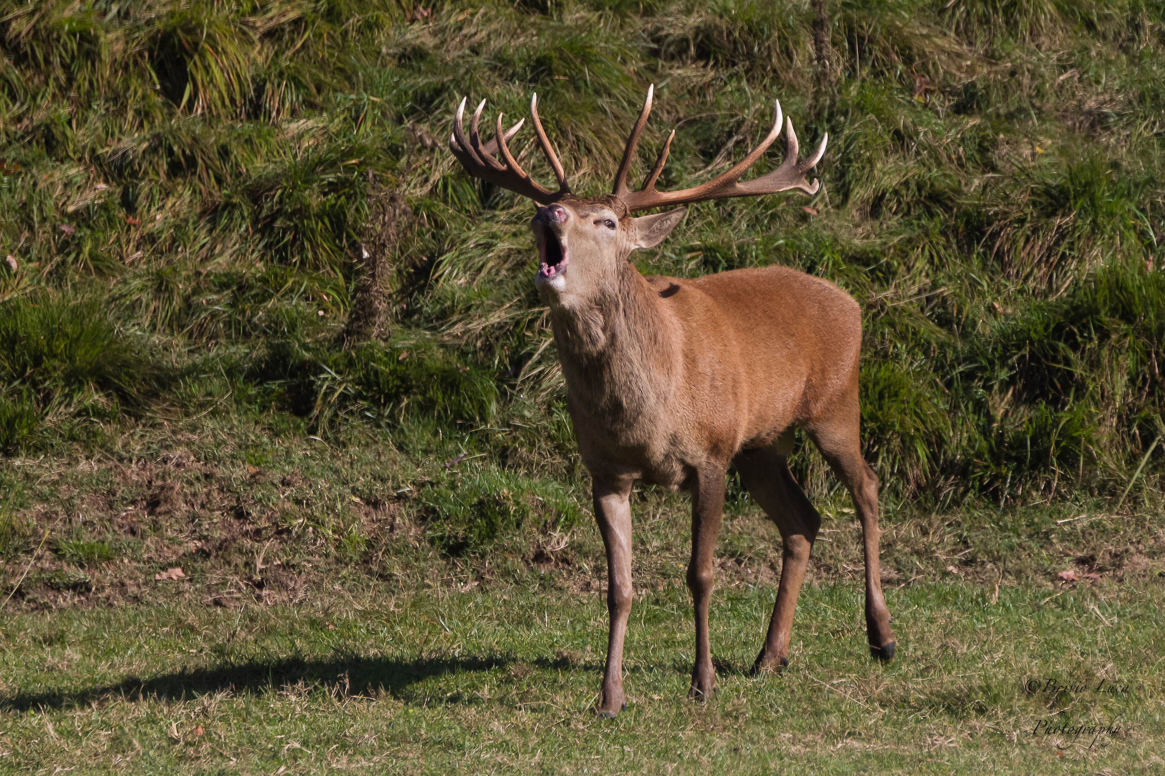 Deer...