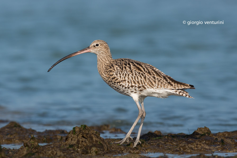 curlew increased in the Adriatic...
