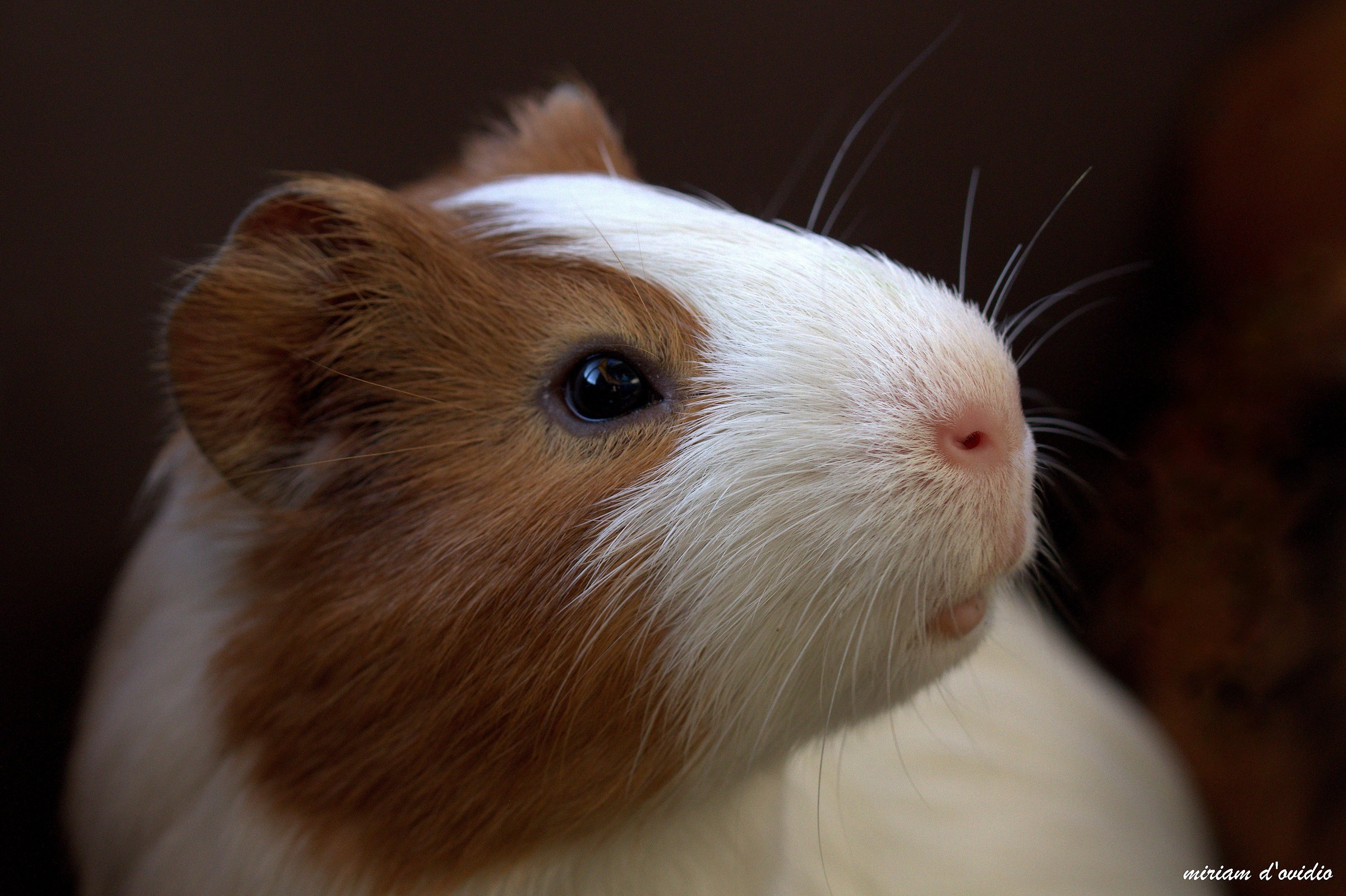 small Peruvian guinea pig...