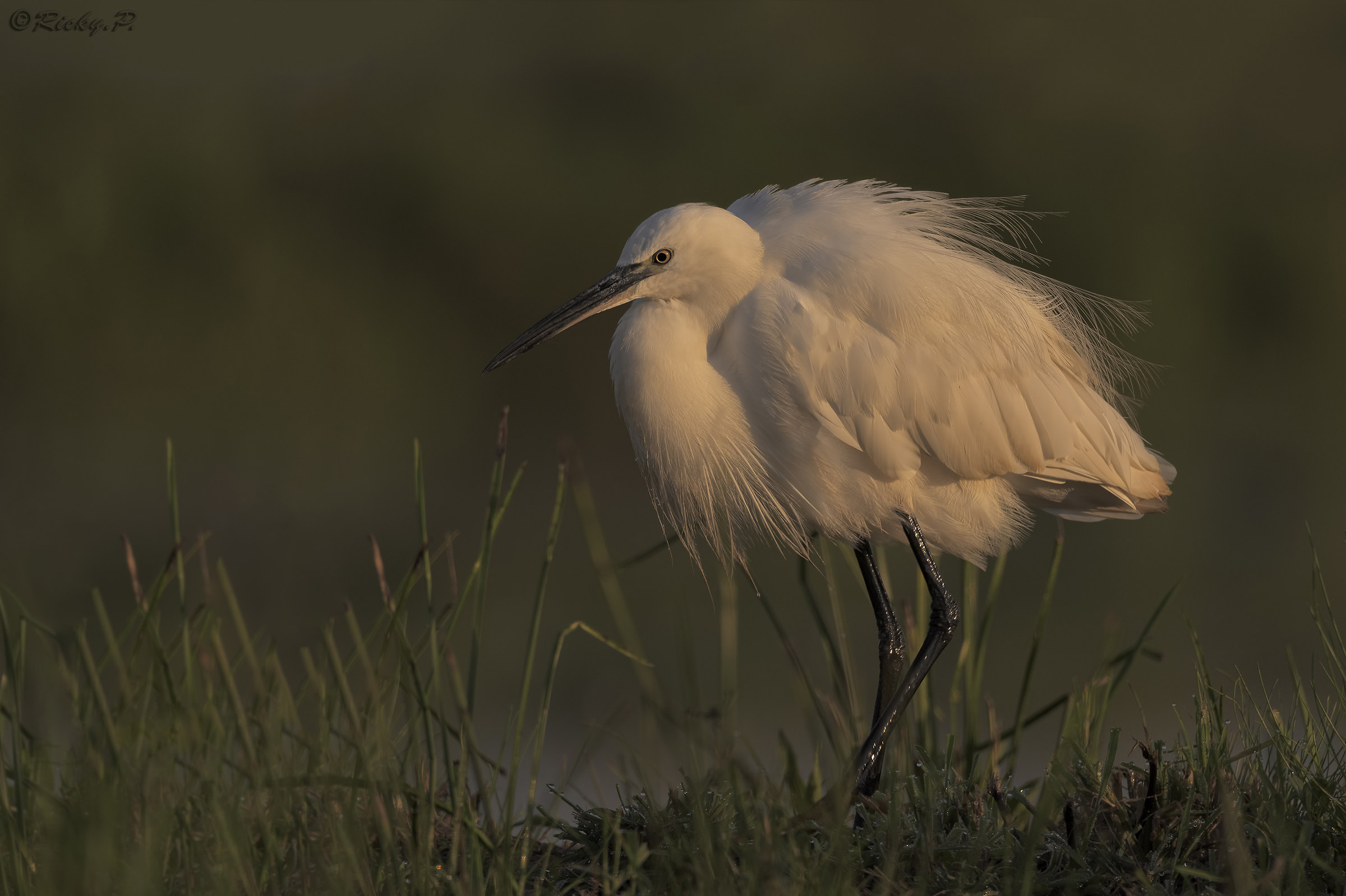 egret at dawn...