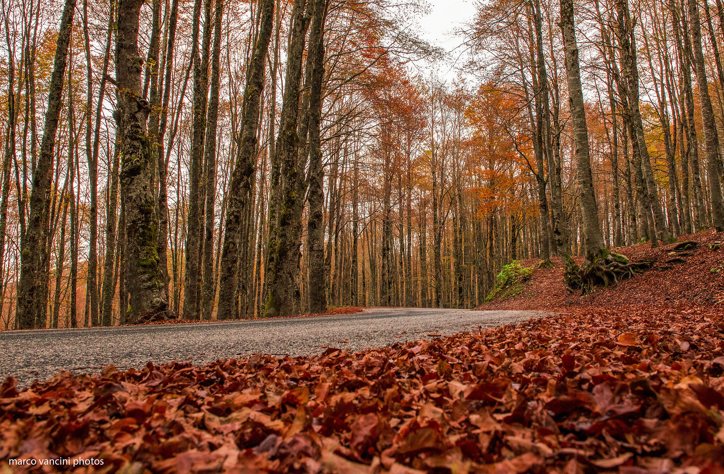 The autumn road...