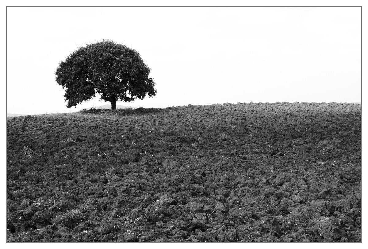 Tree on earth d'Orcia...