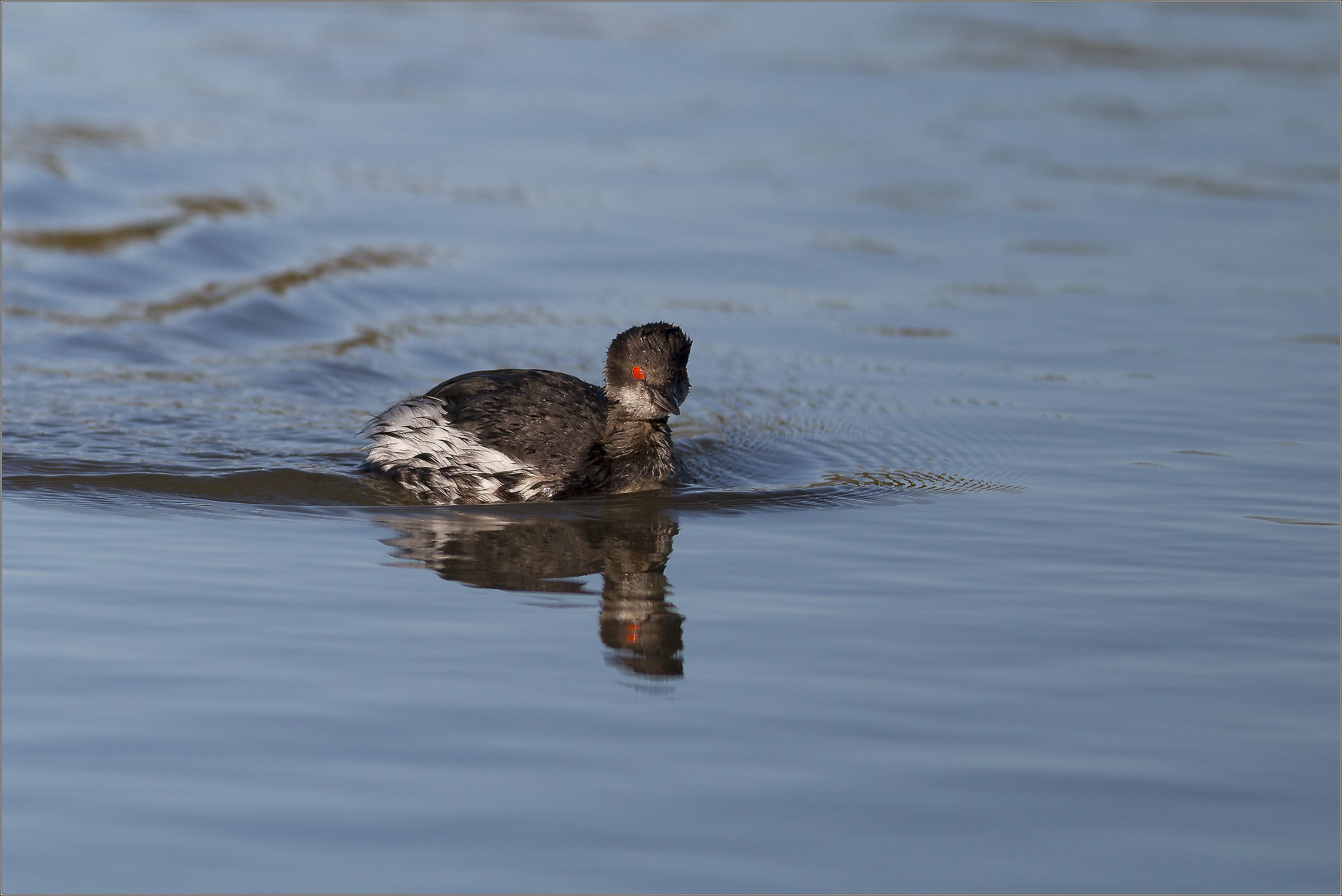 black-necked grebe approaching...