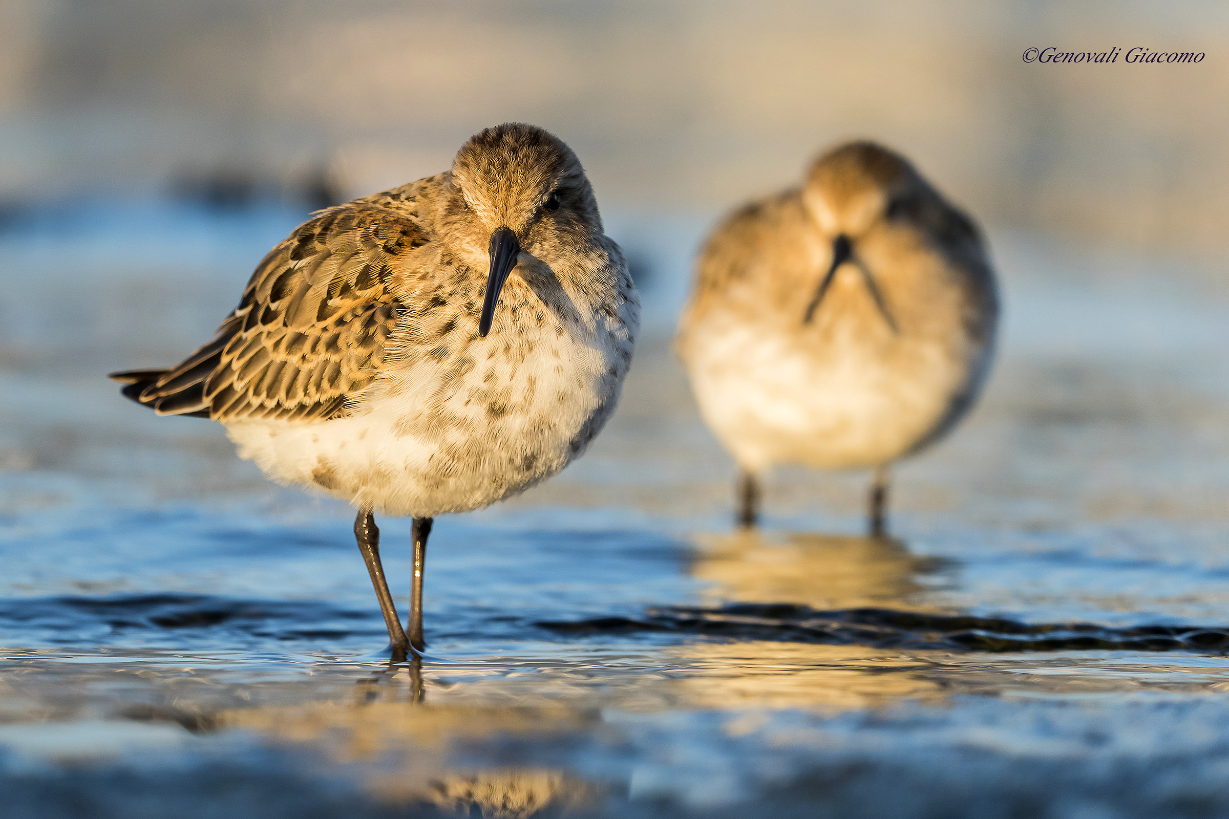 sandpipers ......