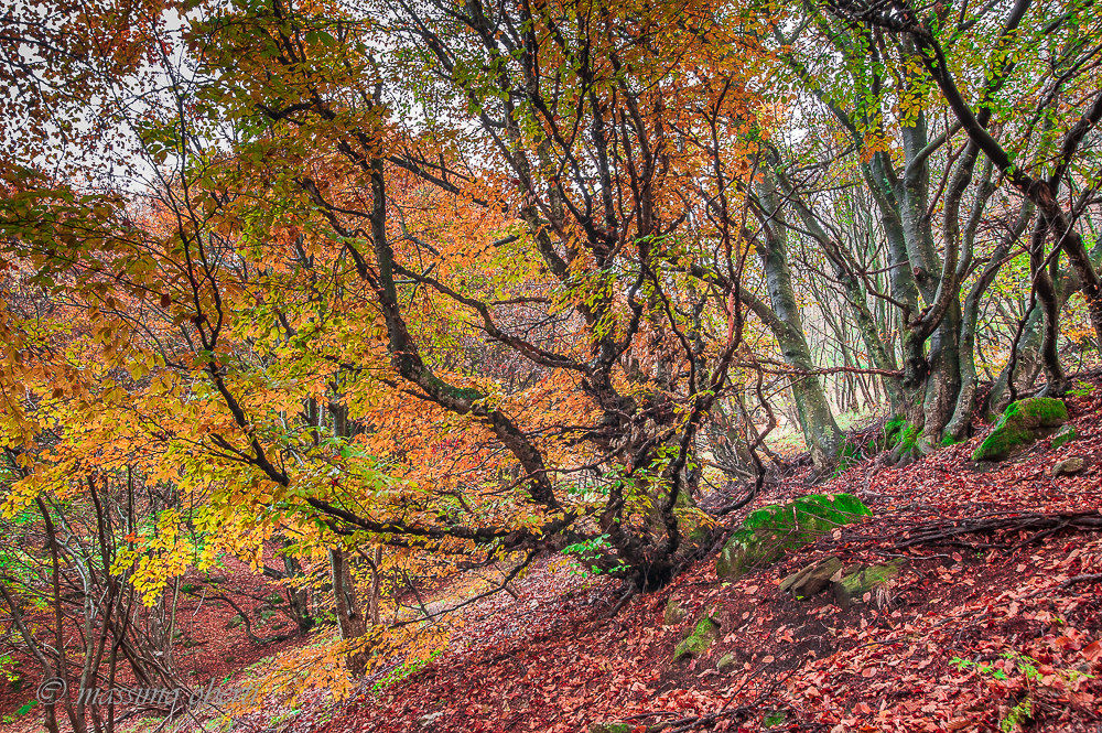 autunno in forcora...