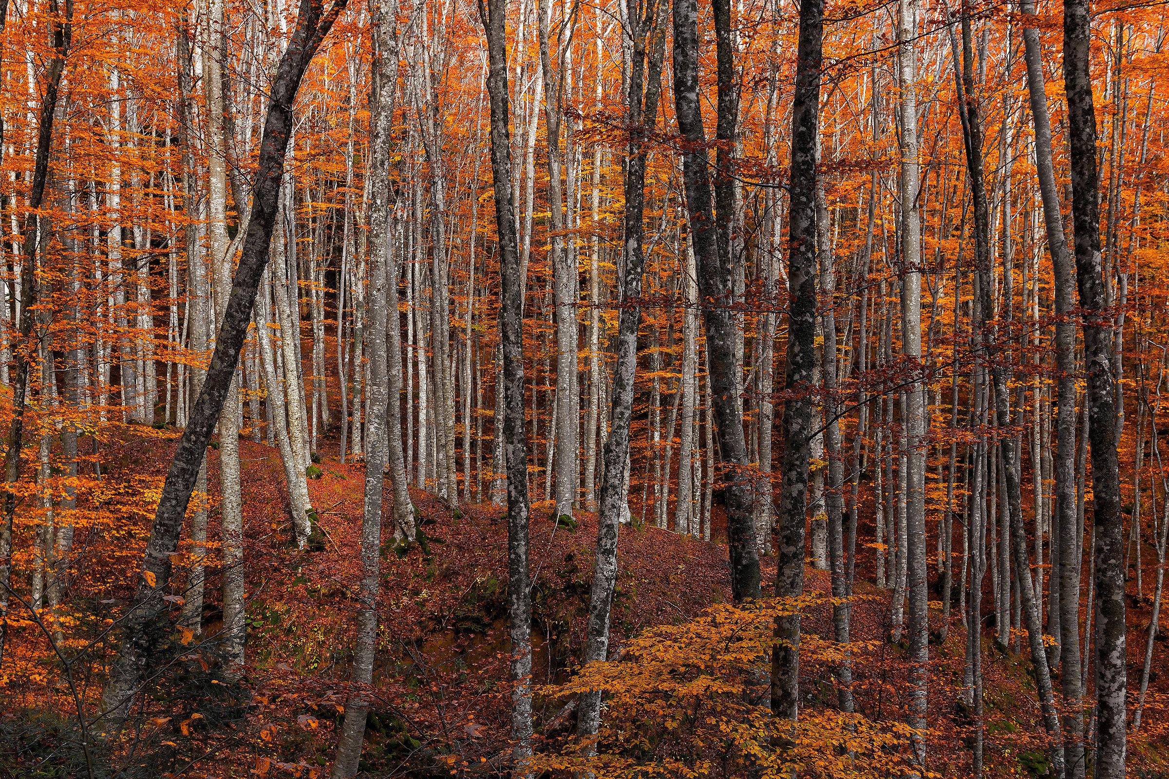 Autunno a Passo Fangacci...