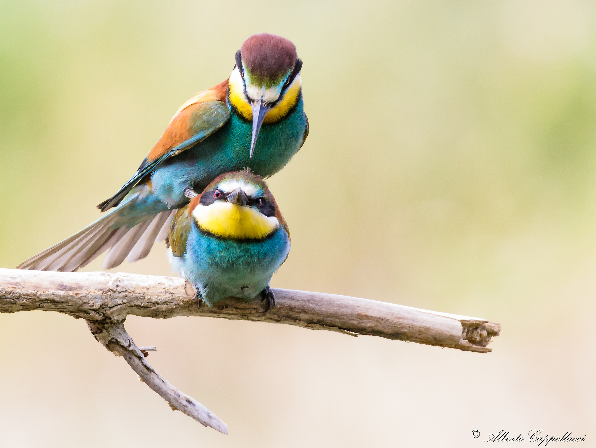 bee-eaters love...
