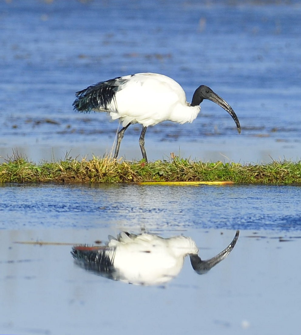 sacred Ibis...