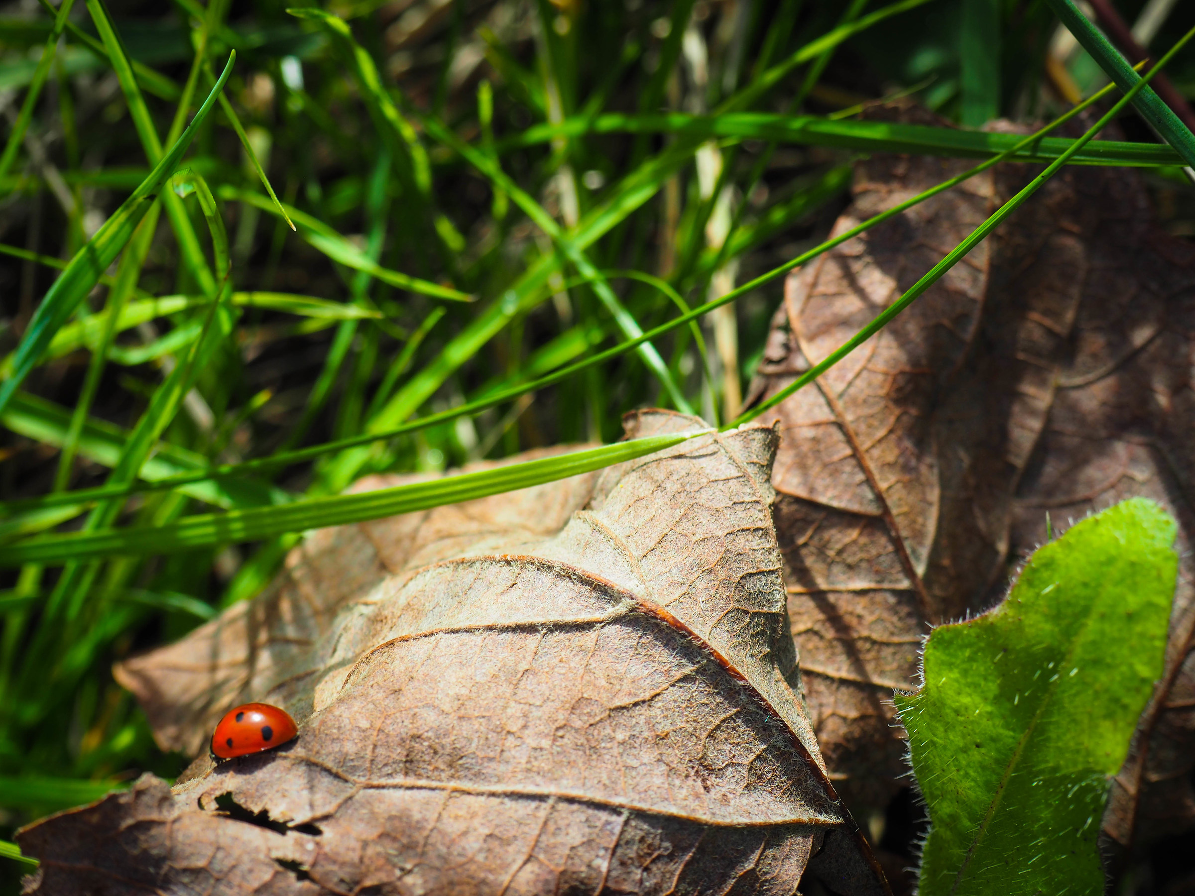 Little ladybug...
