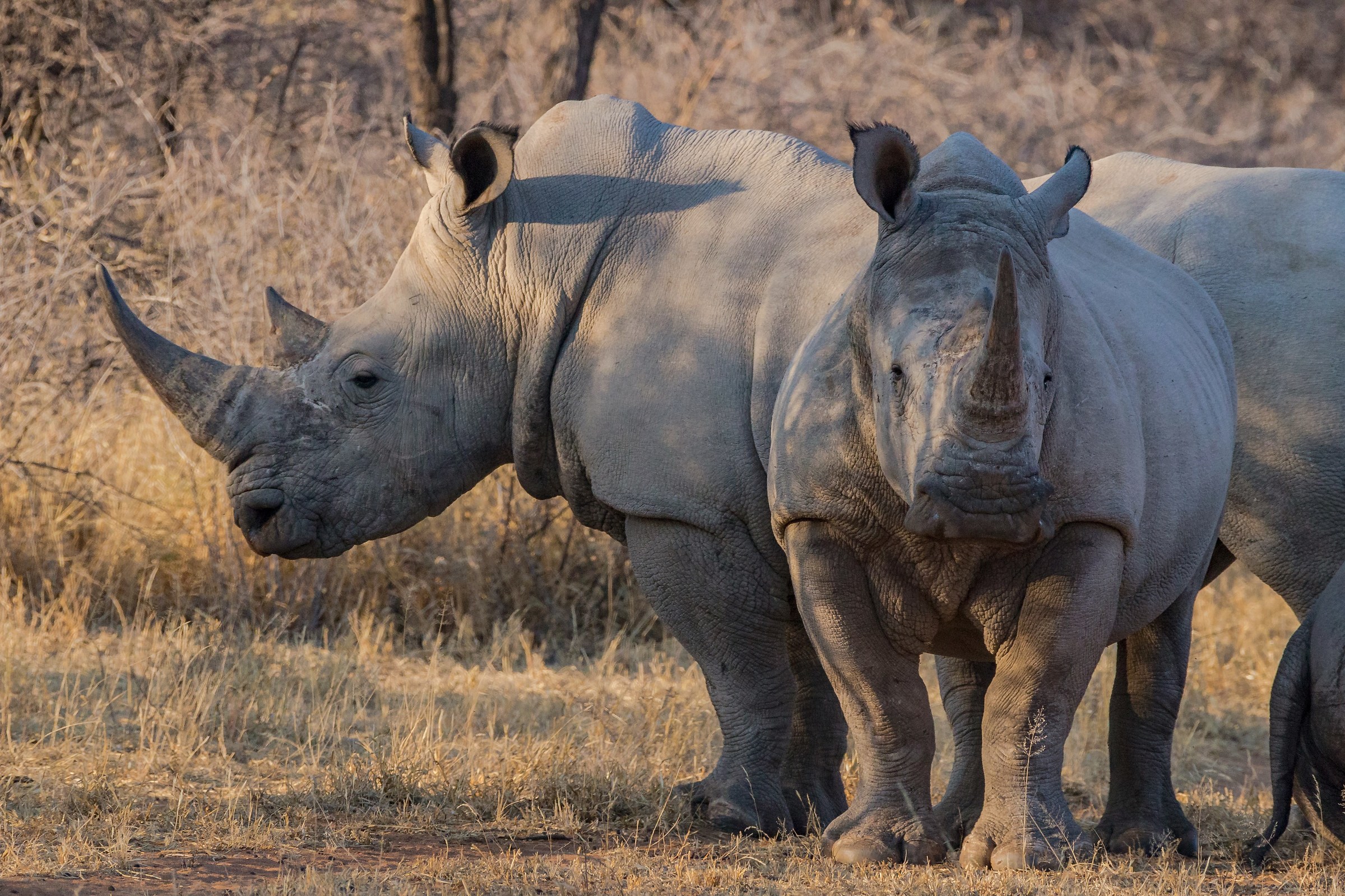 white rhinos at sunsets...