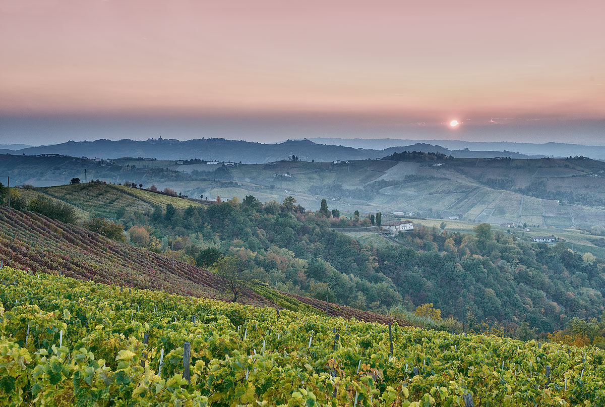 The vineyards of Barbaresco (Langhe) at sunset...