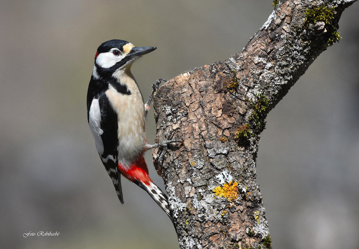 Great Spotted Woodpecker ......