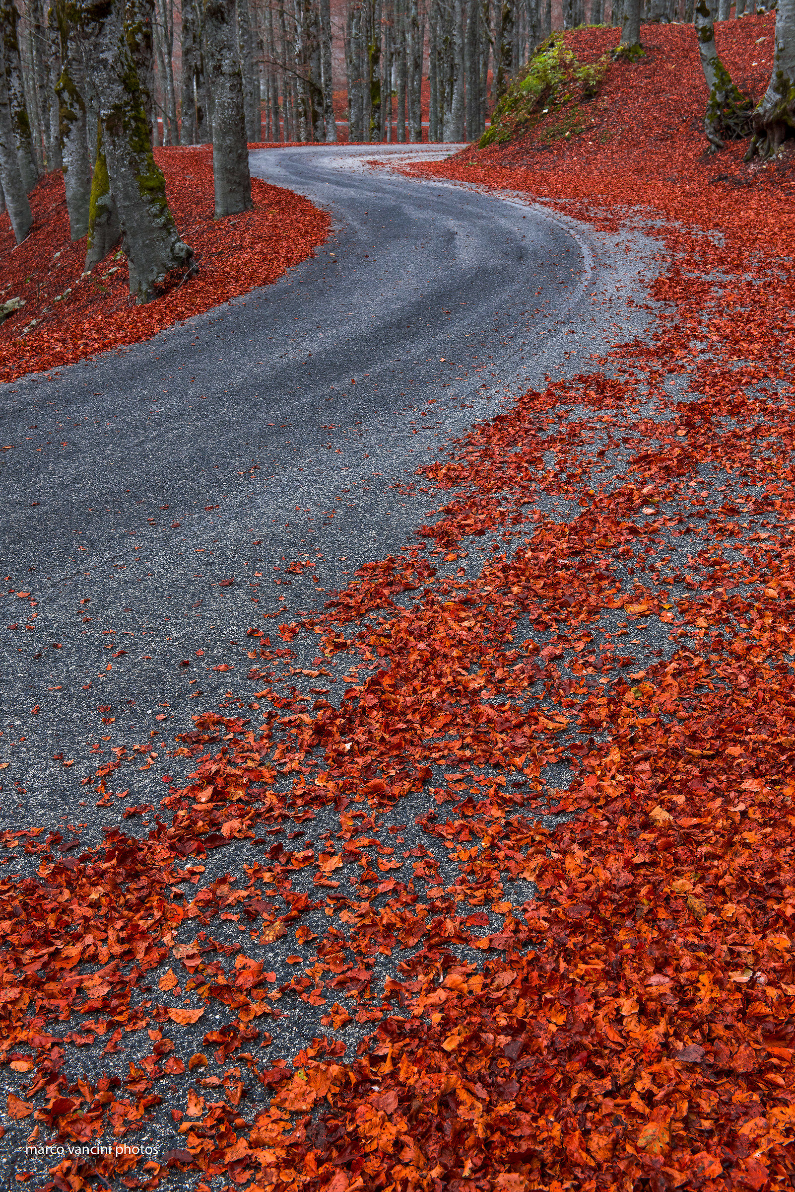 autumn carpet...