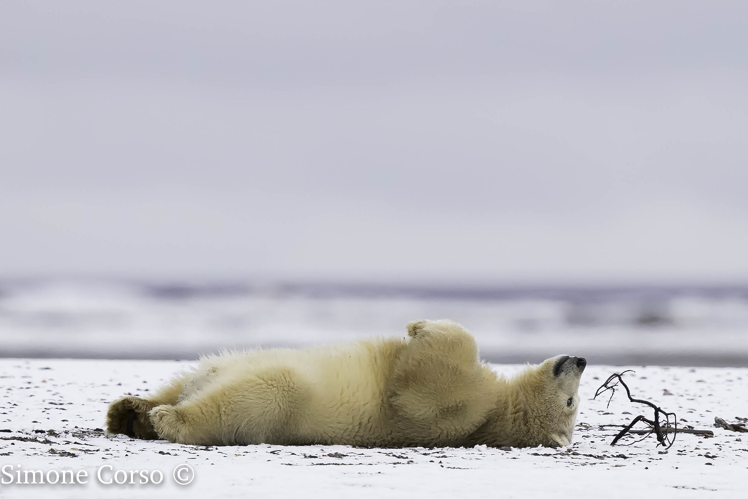 Polar bear - the plastic off...