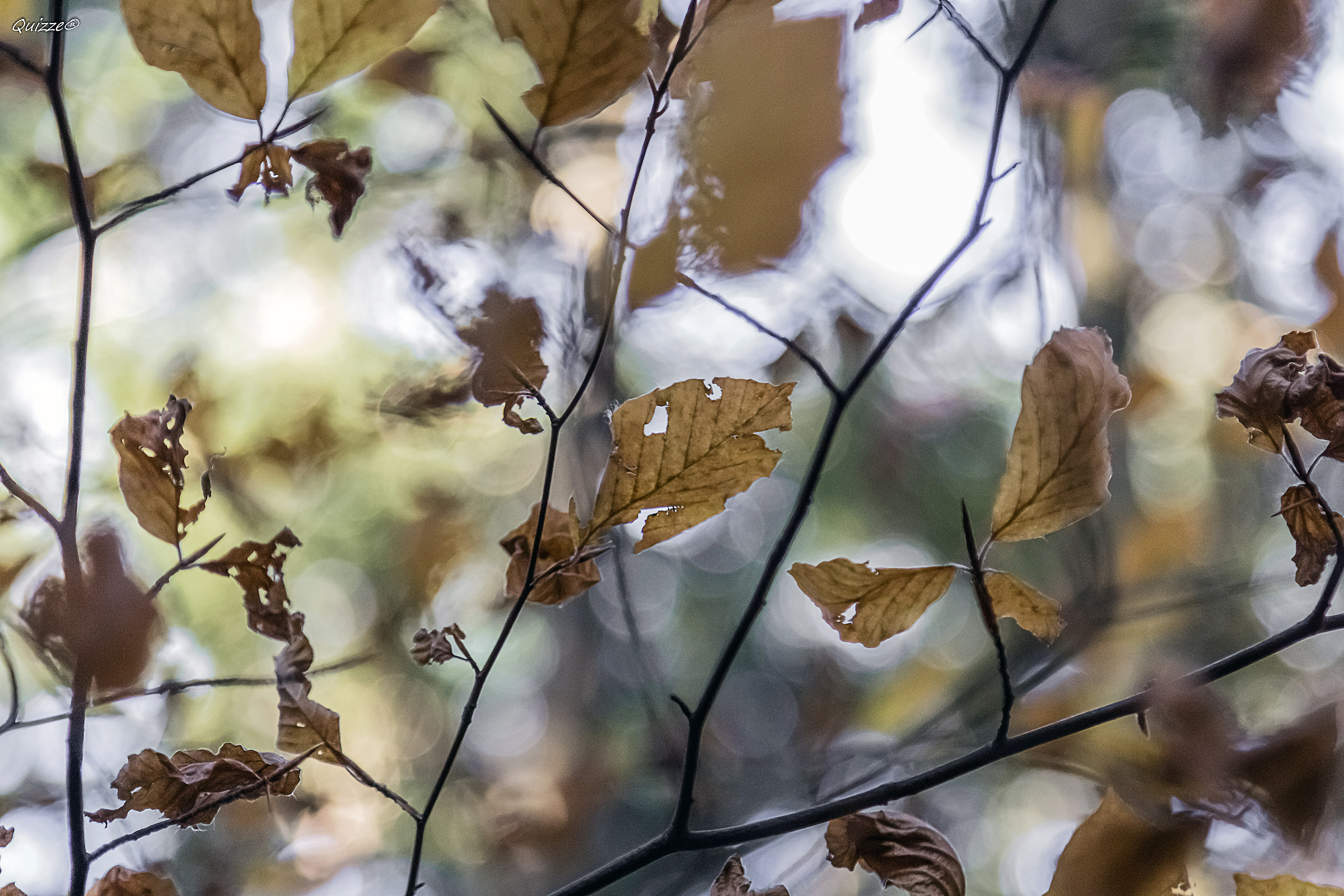 Leaves...