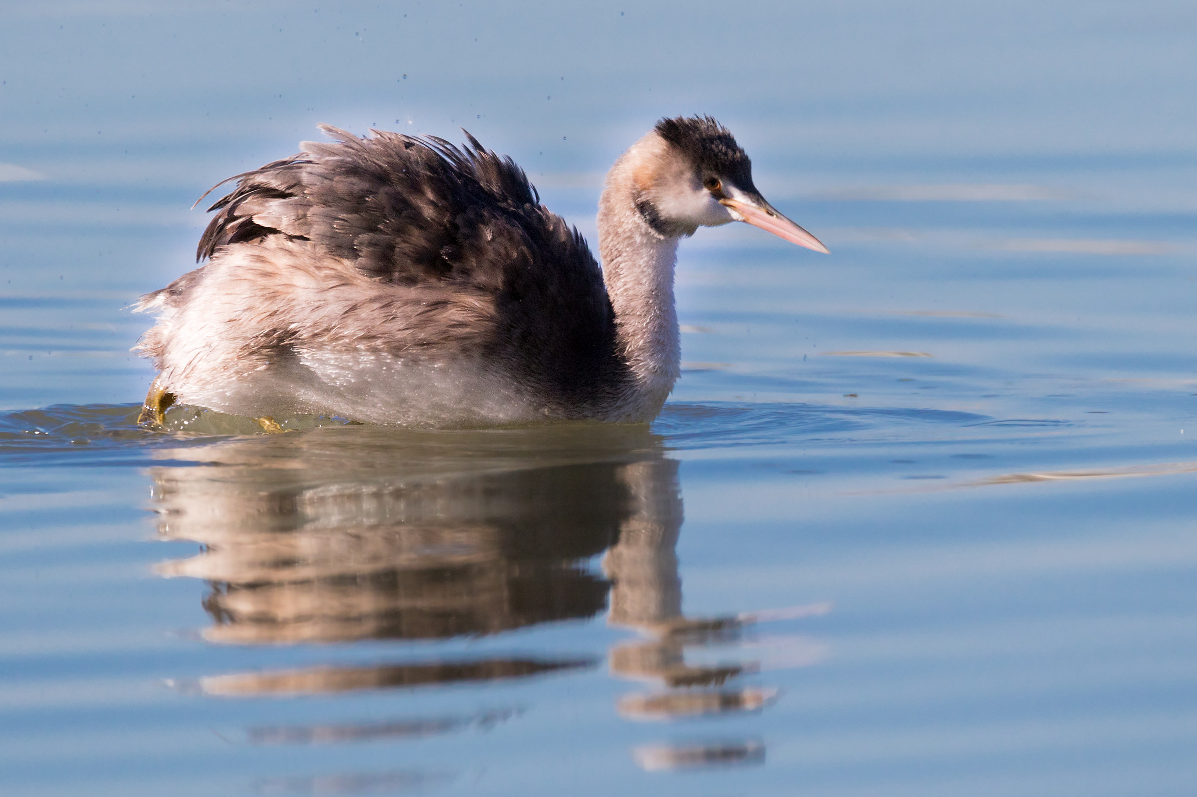 Great Crested Grebe young...
