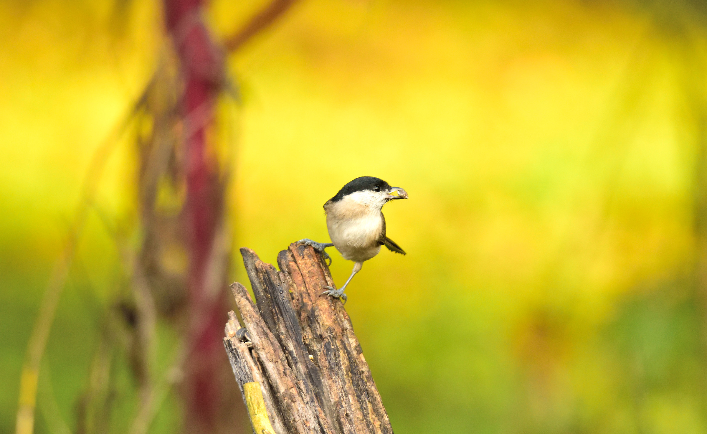 willow tit...