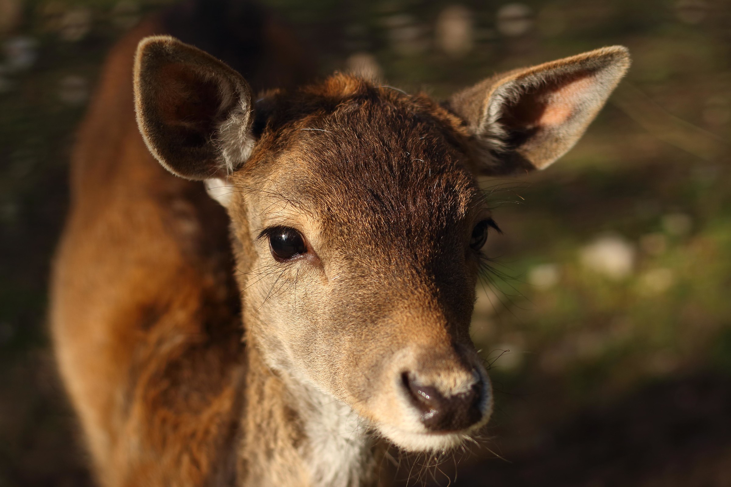 Portrait of deer...