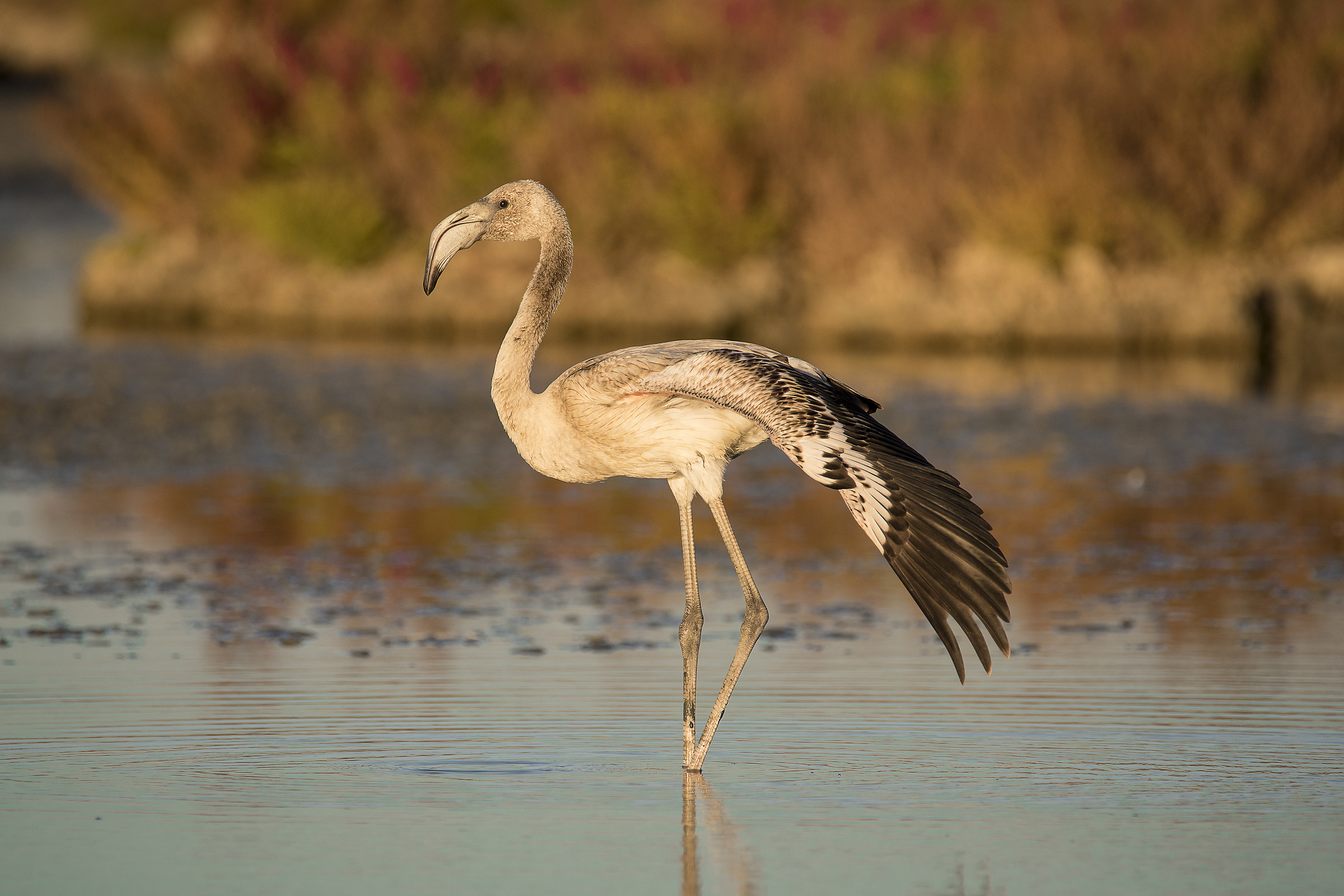 young flamingo...