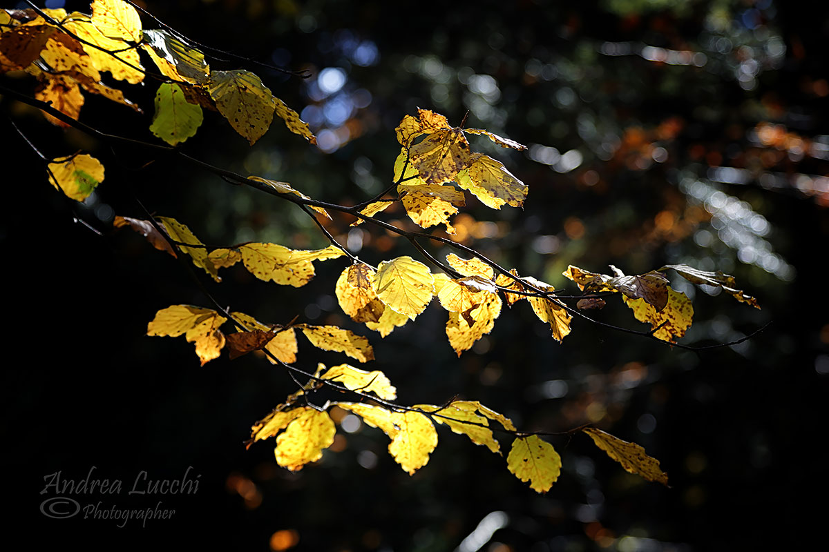 l 'autumn in one branch...