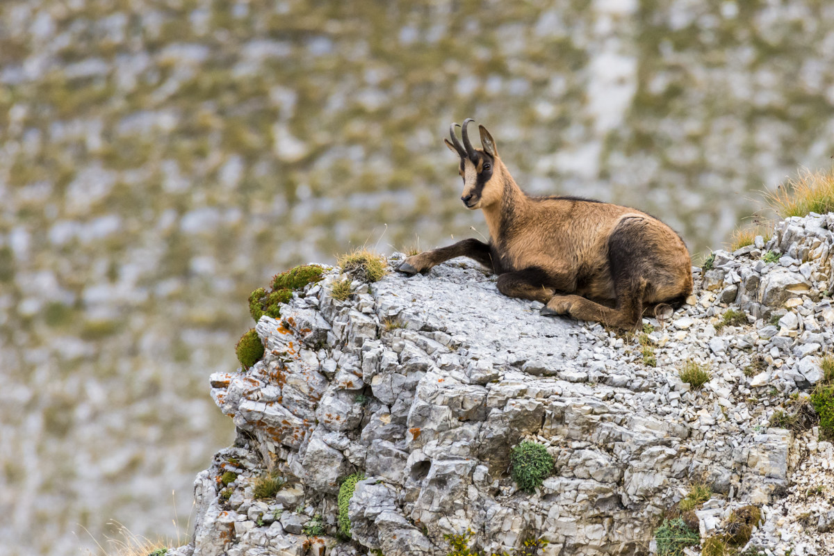 Chamois...