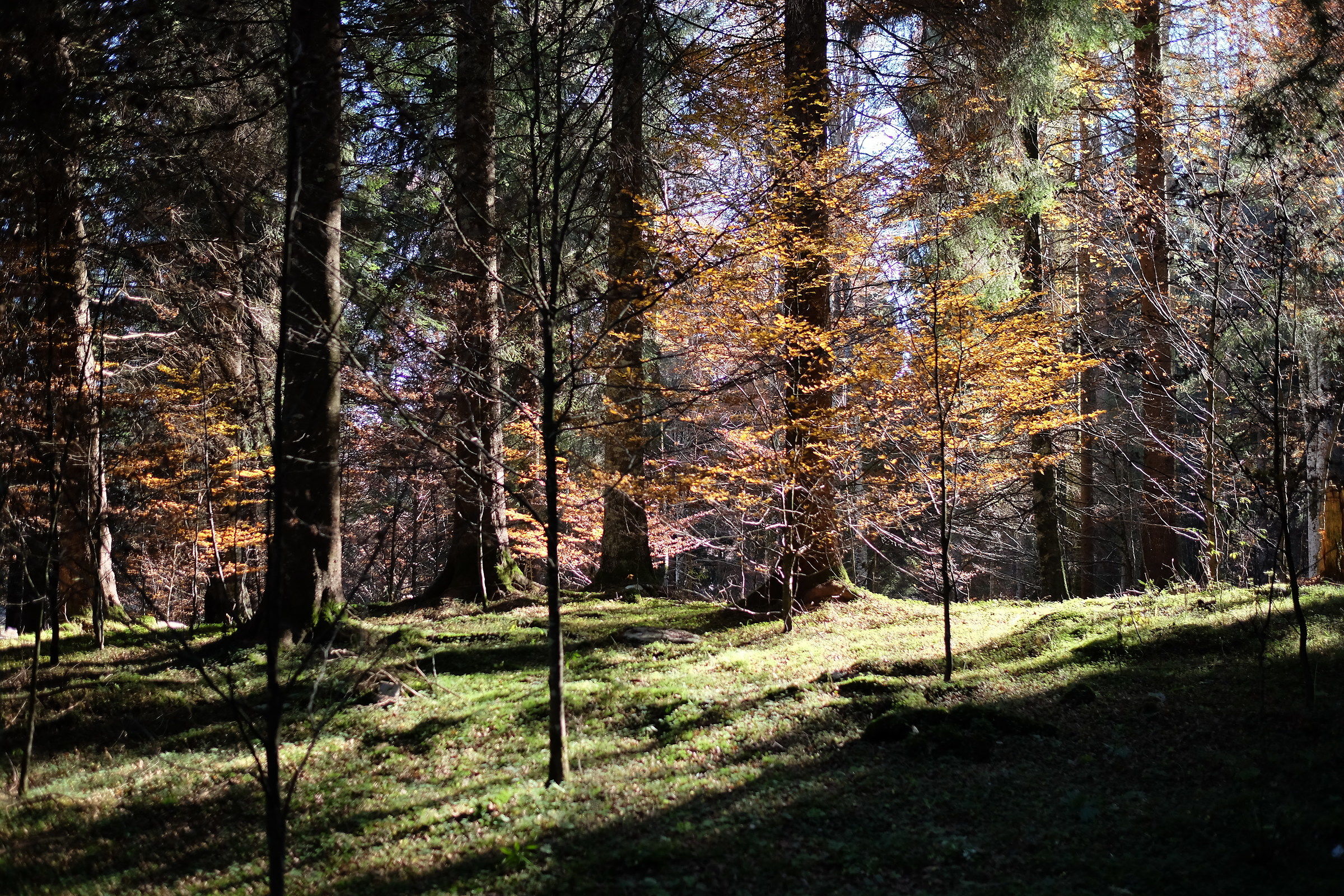 Bosco Cansiglio...