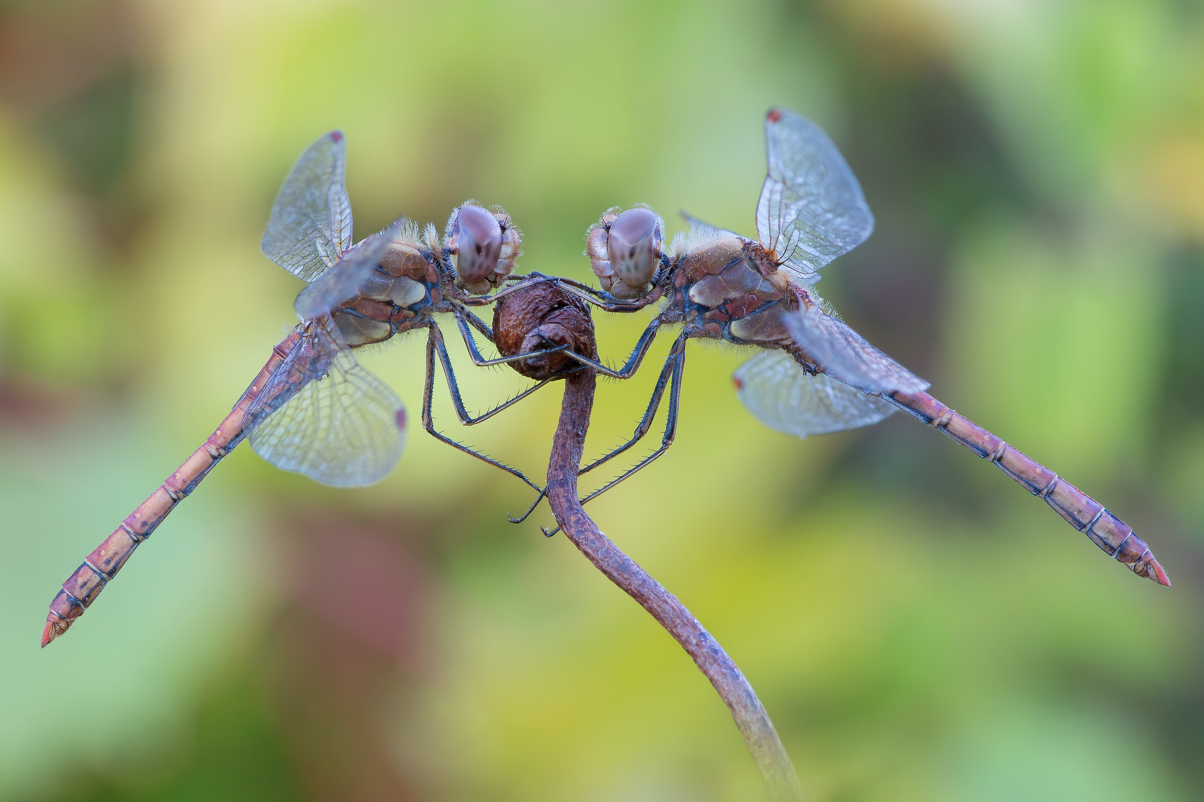 Sympetrum striolatum...