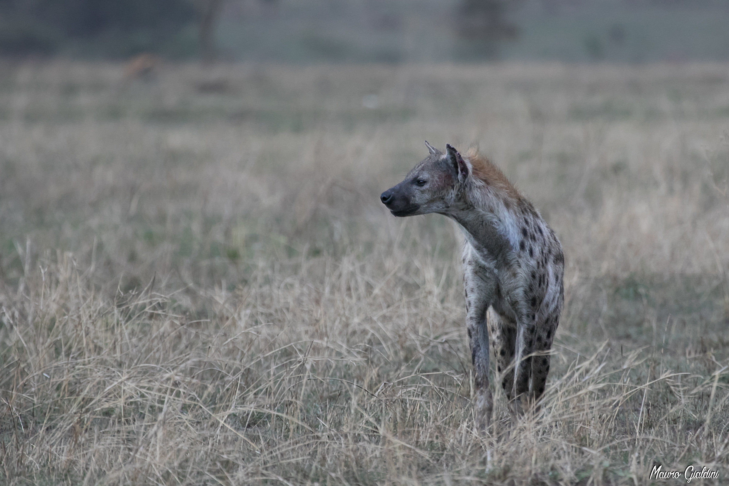 Hyena at sunset...