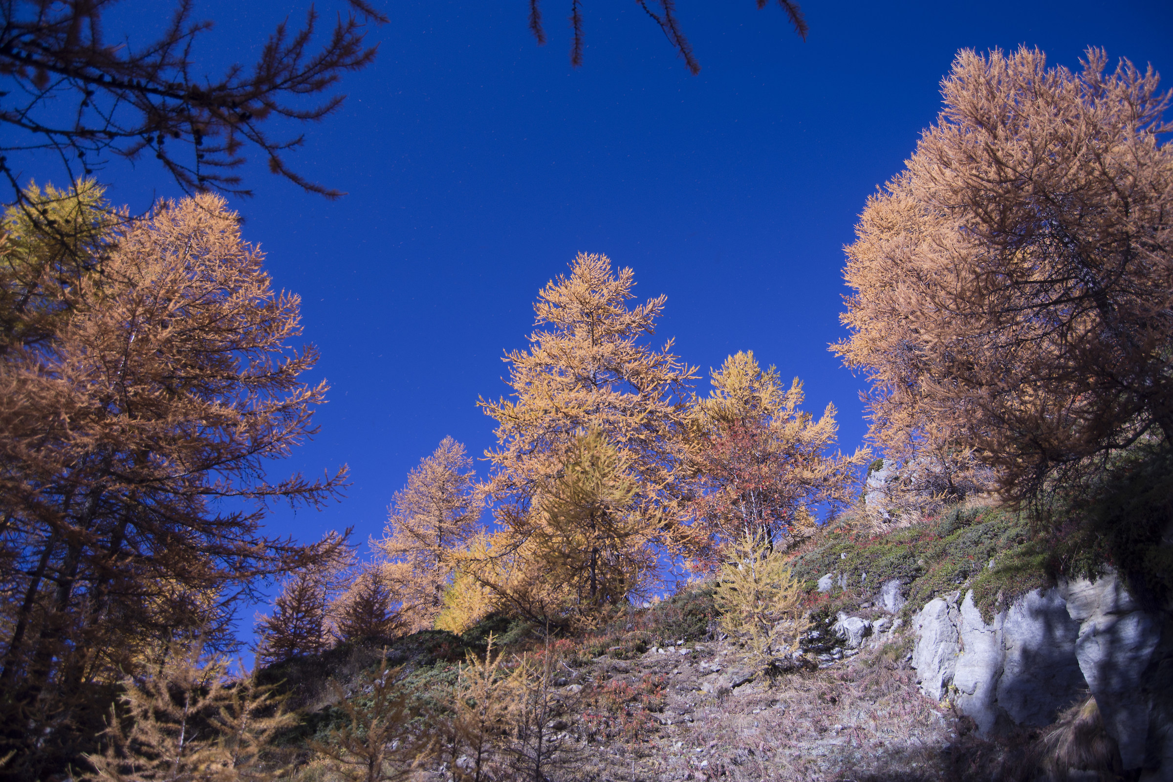 cielo pervinca...