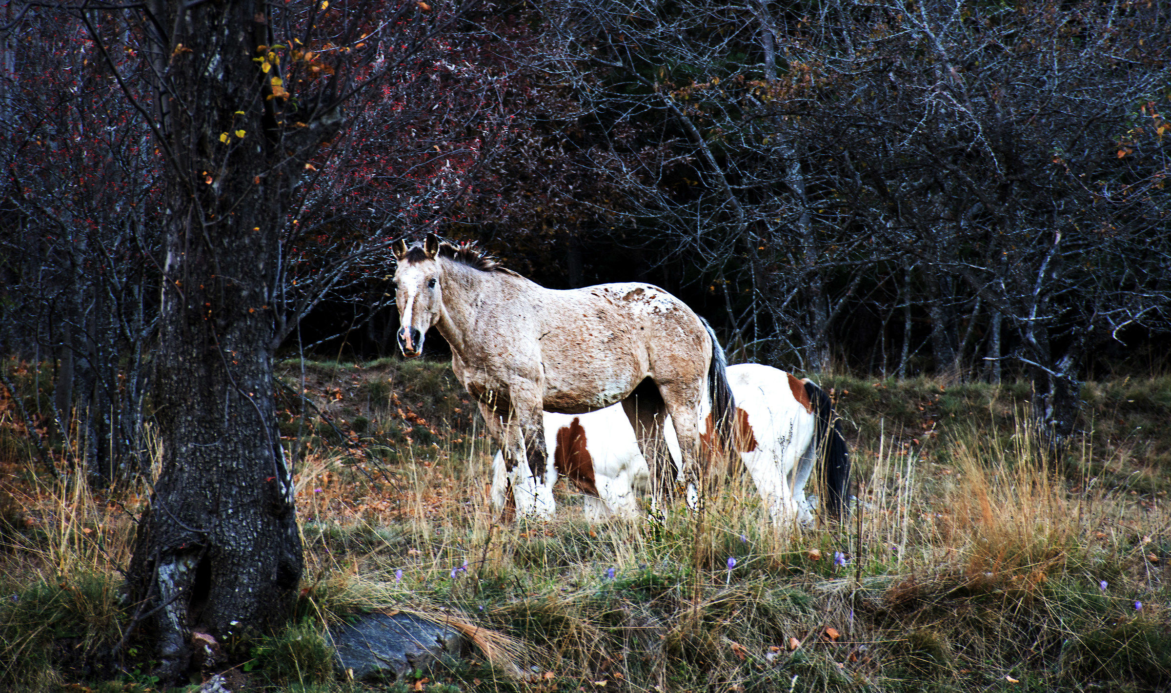 wild horses...