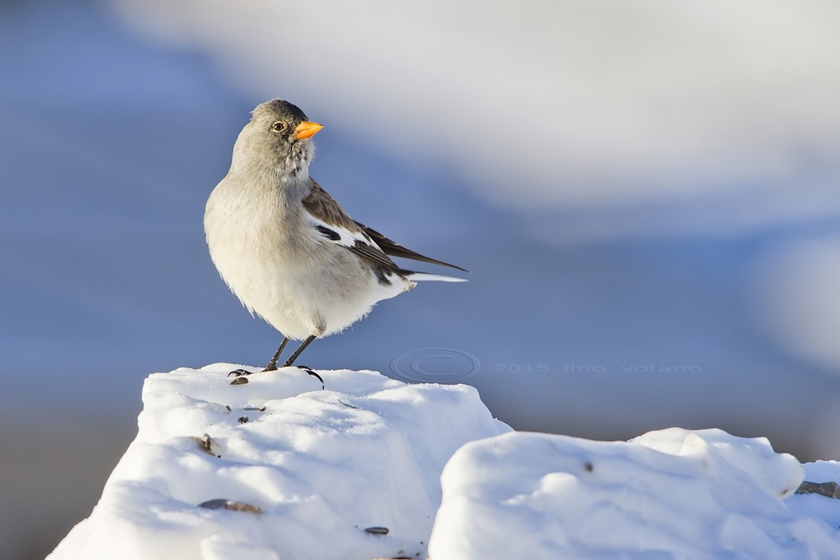 Snow finch (Nontifringilla nivalis)...