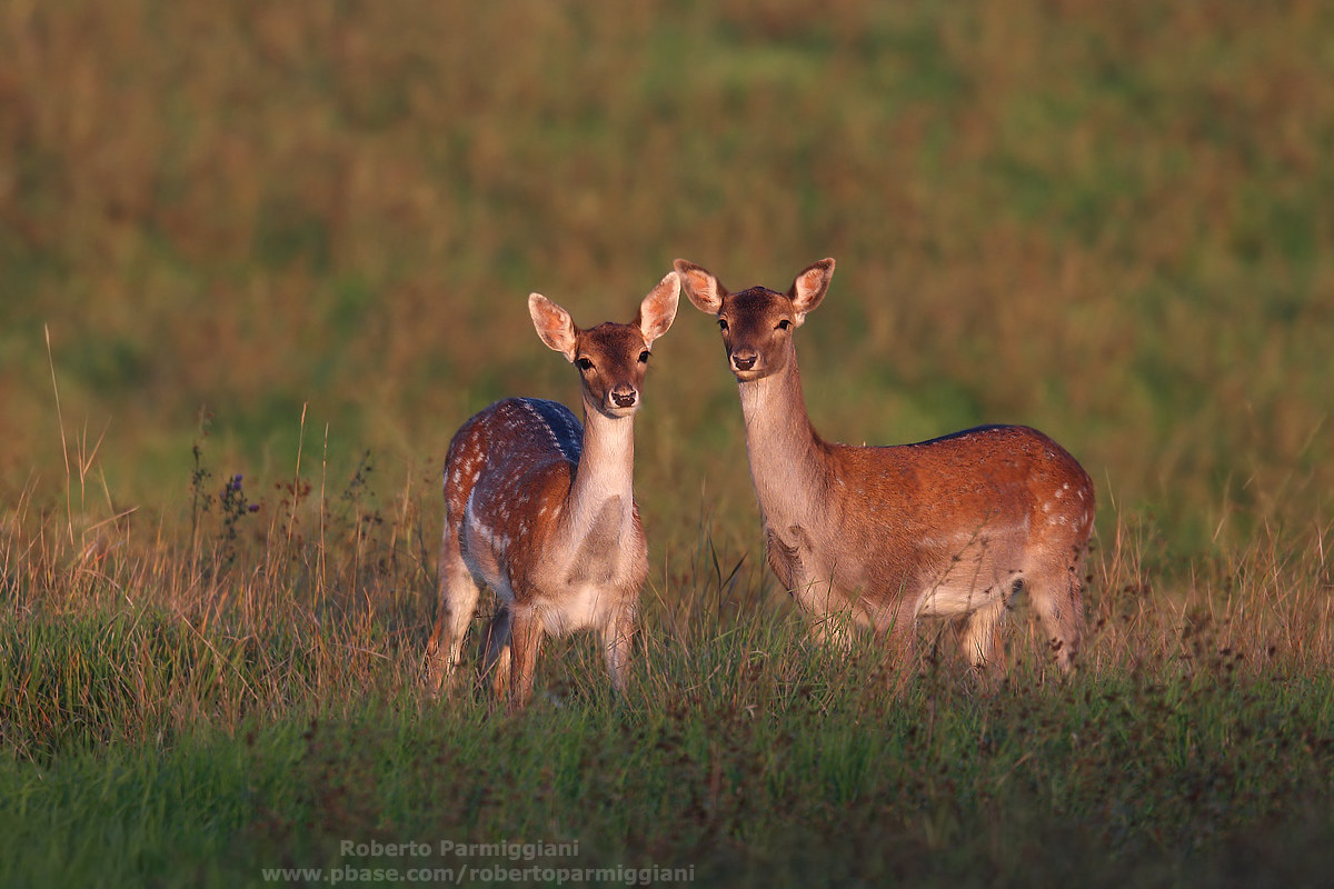 Double deer at sunset...