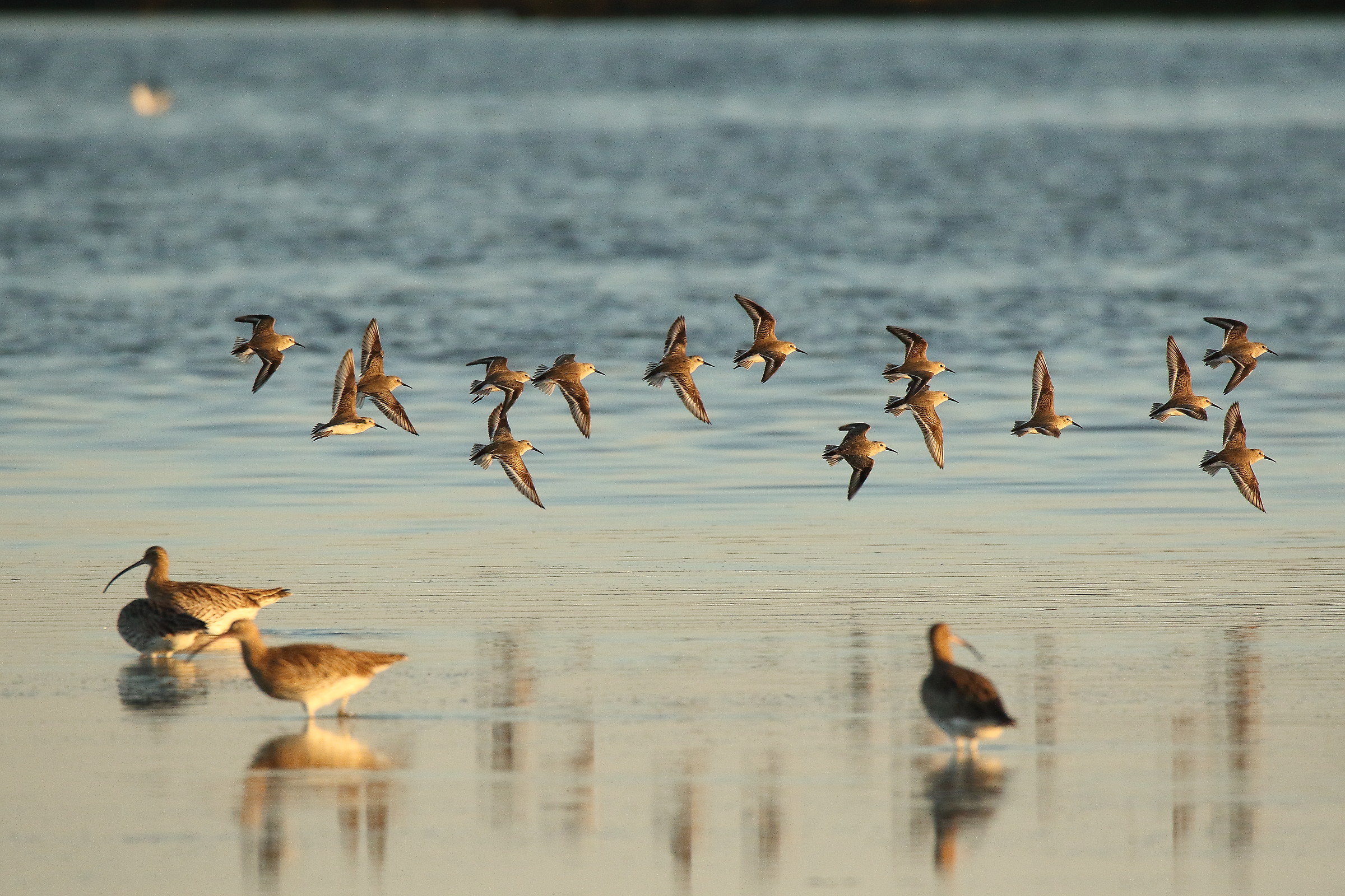 sandpipers...