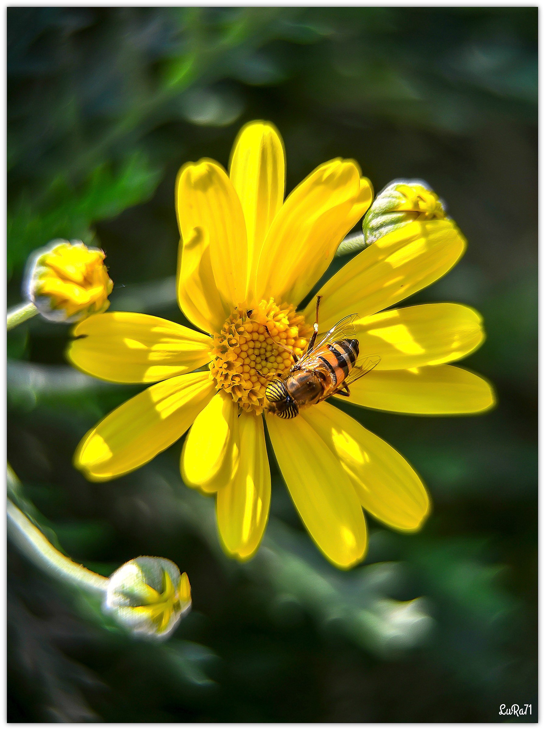 HELIOSmania ... 1...