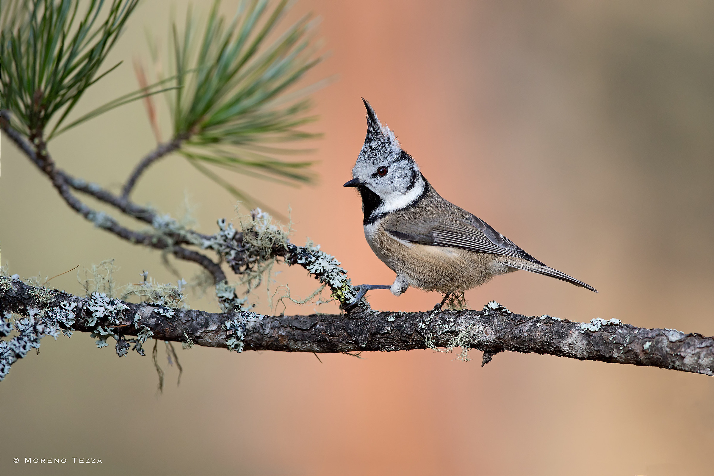 Crested Tit...