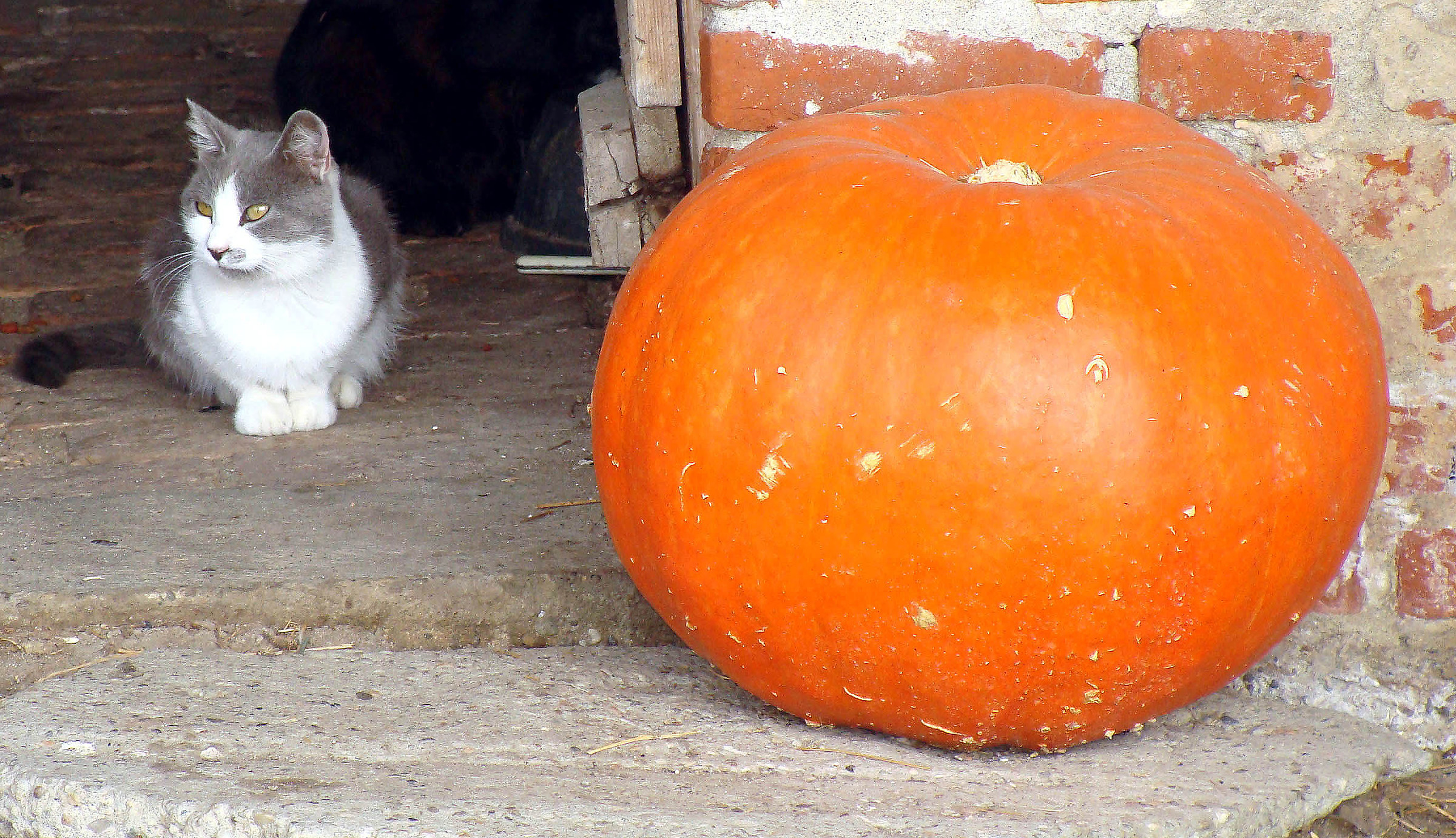 cat with pumpkin...
