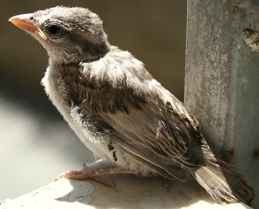 sparrow in early flights...