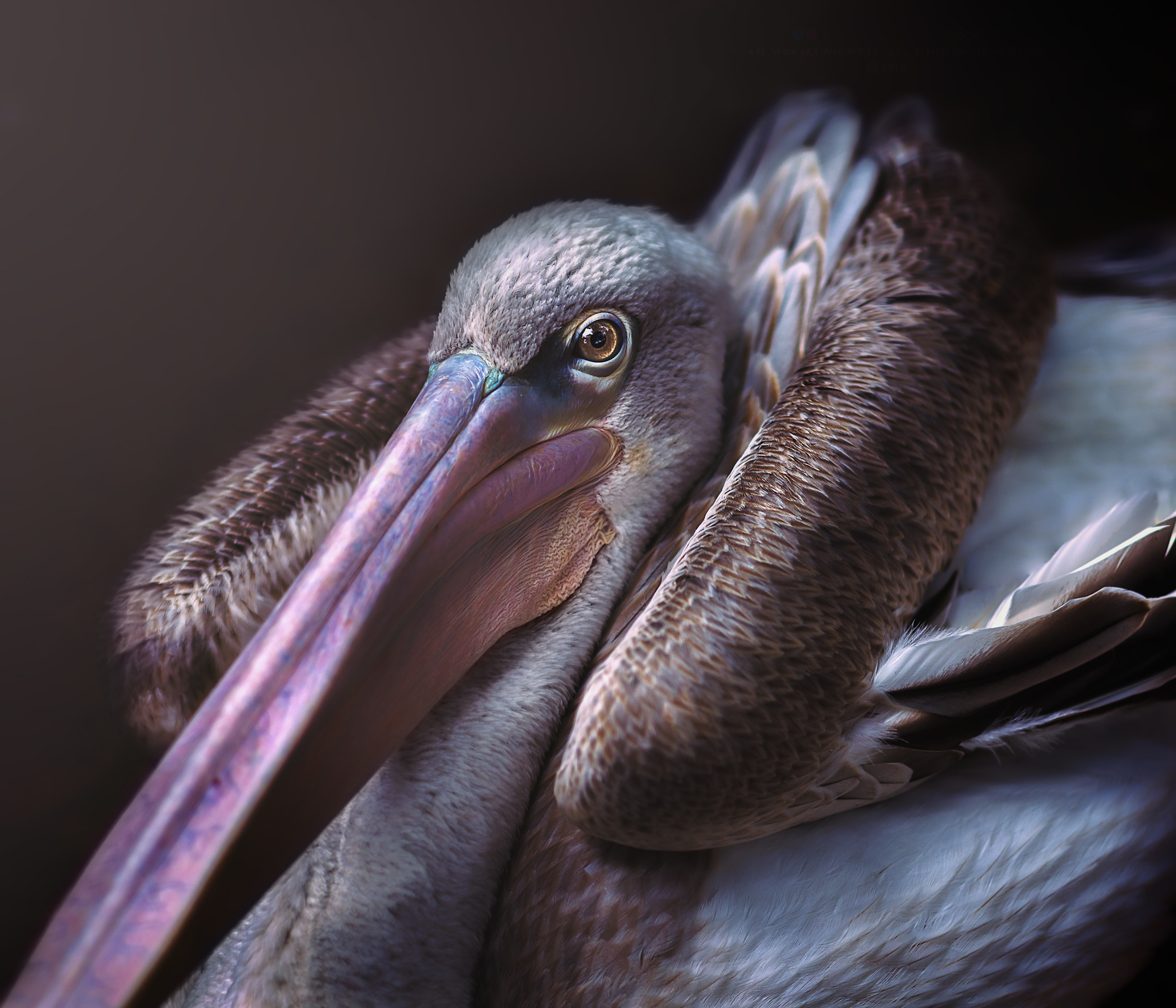 Brown Pelican...